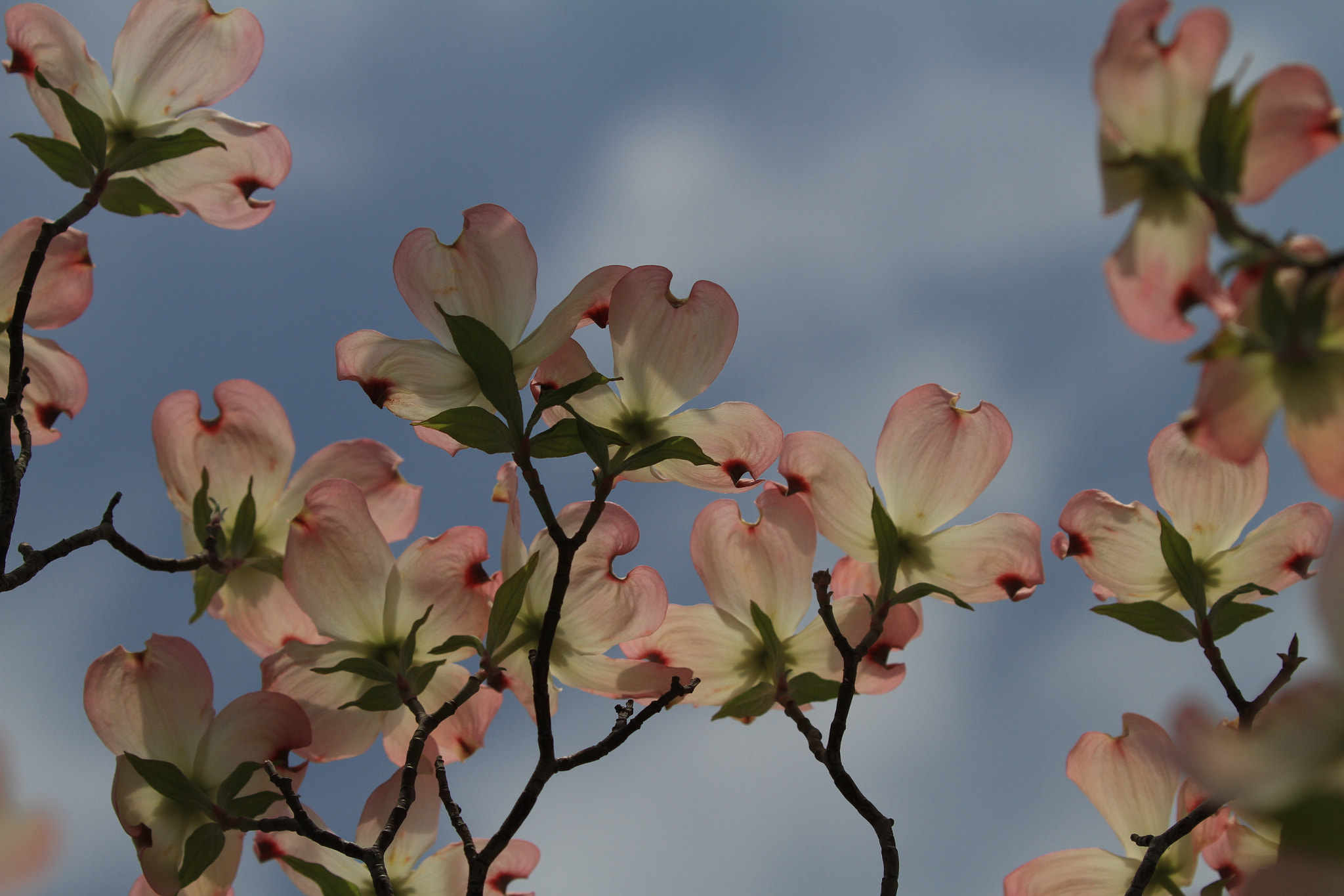 Canon EOS 7D + Canon EF 100-400mm F4.5-5.6L IS II USM sample photo. Flowering dogwood  ハナミズキ photography