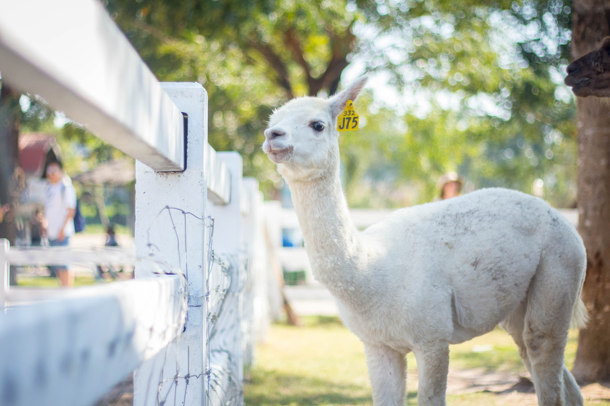 Canon EOS 700D (EOS Rebel T5i / EOS Kiss X7i) sample photo. Alpaca photography