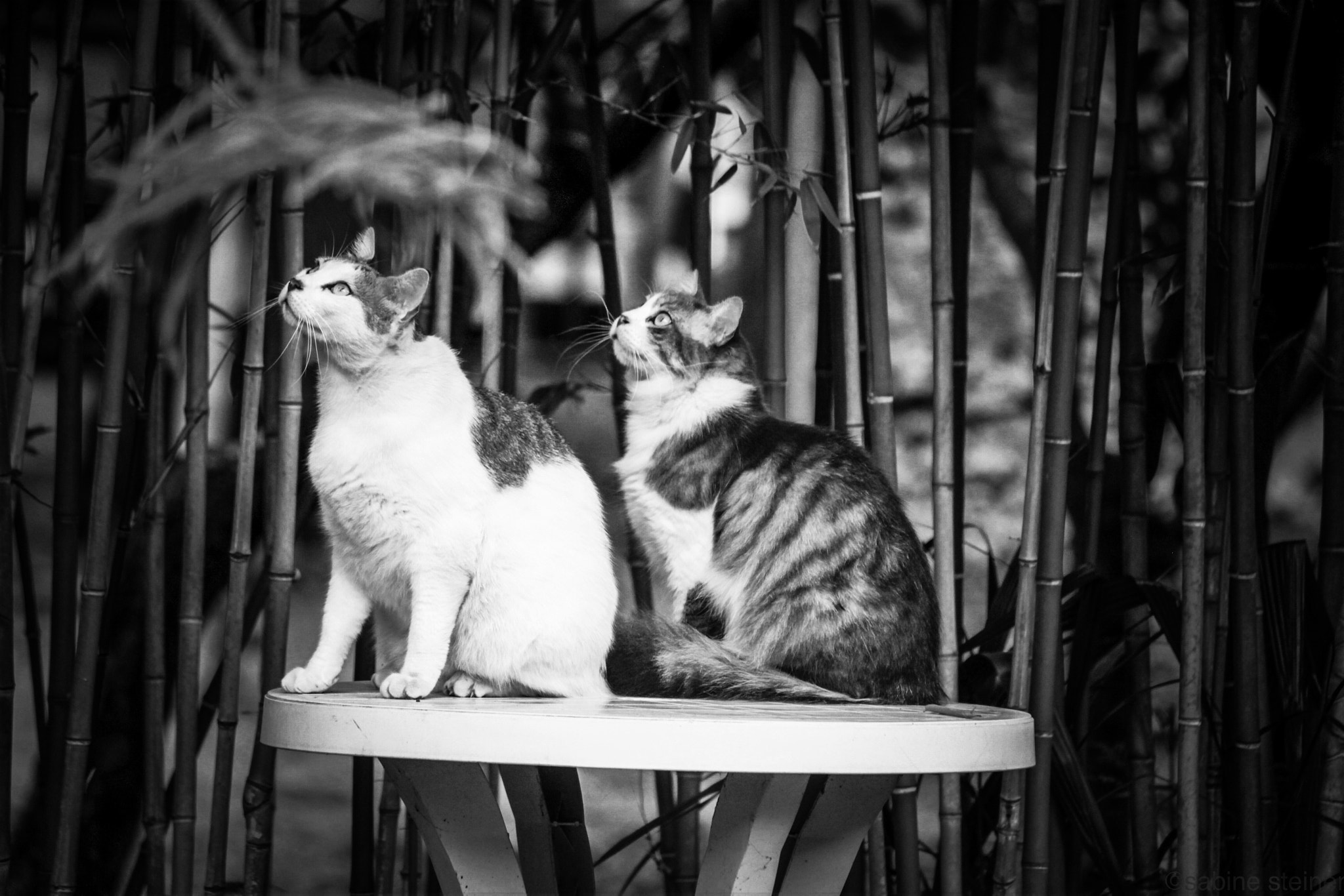 Canon EF 70-300mm F4-5.6 IS USM sample photo. Curious cats photography