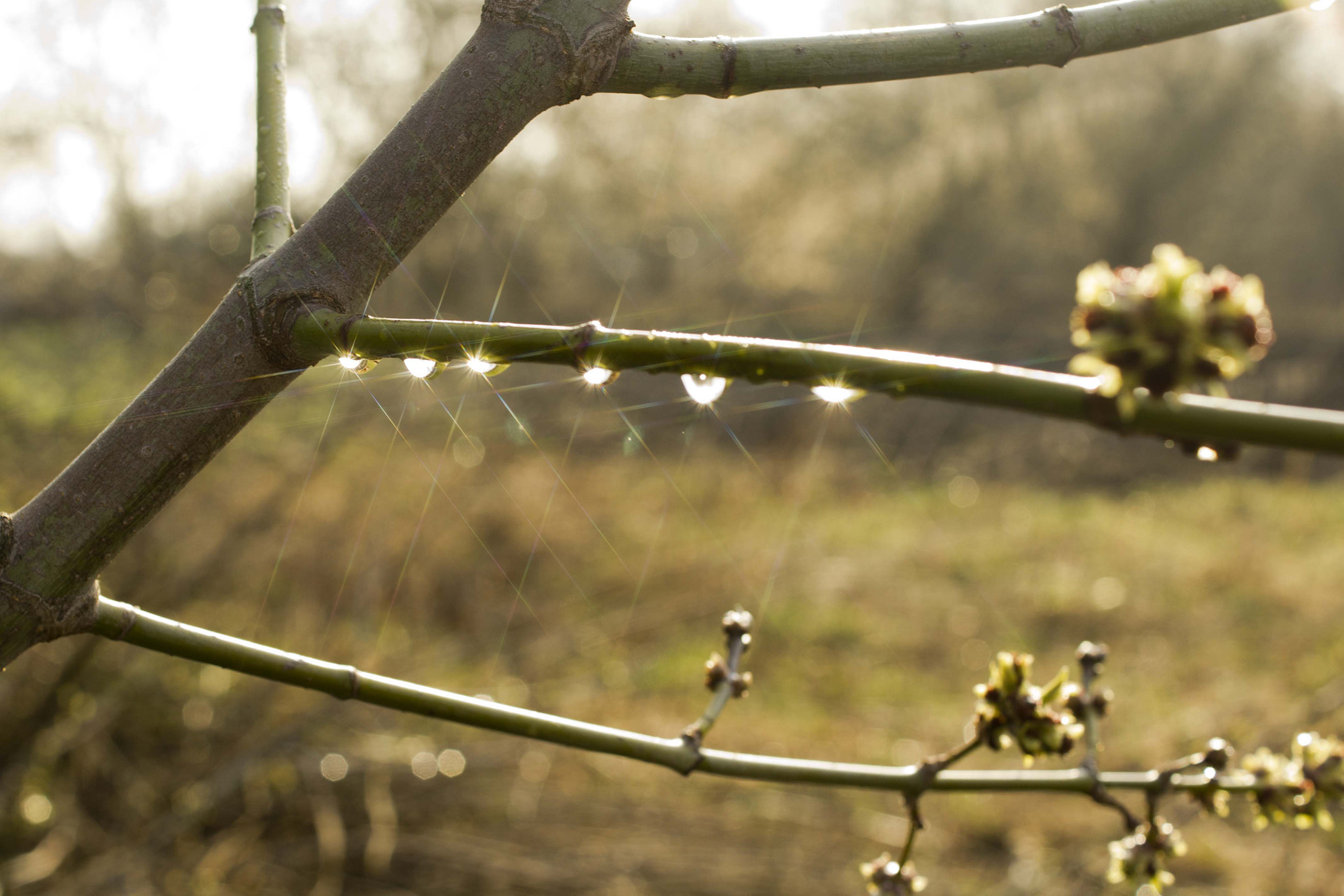 Sony Alpha DSLR-A580 + Sony DT 35mm F1.8 SAM sample photo. Morning dew photography