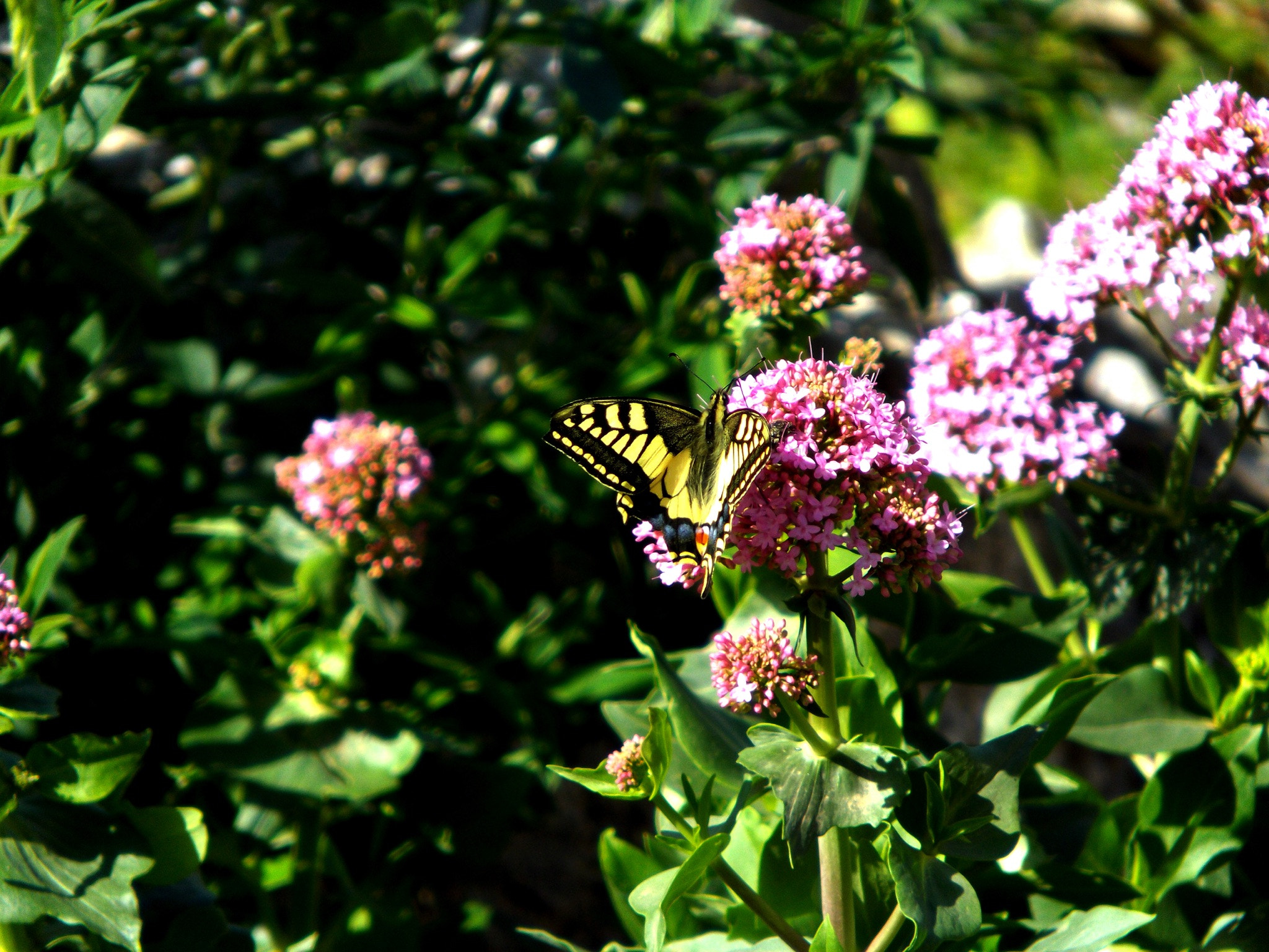 Pentax Optio VS20 sample photo