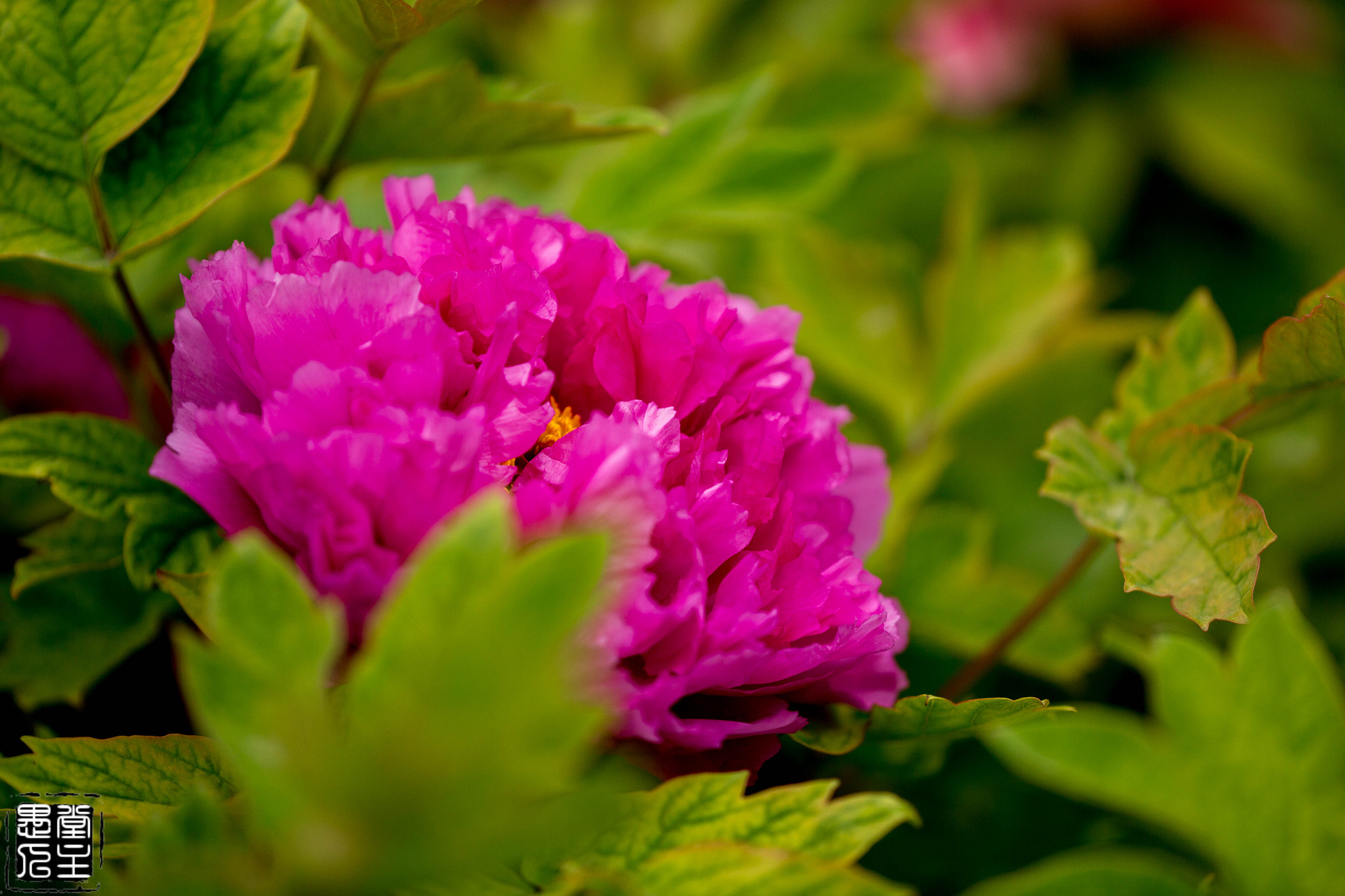 Canon EF 180mm F3.5L Macro USM sample photo. B20x3094.jpg photography