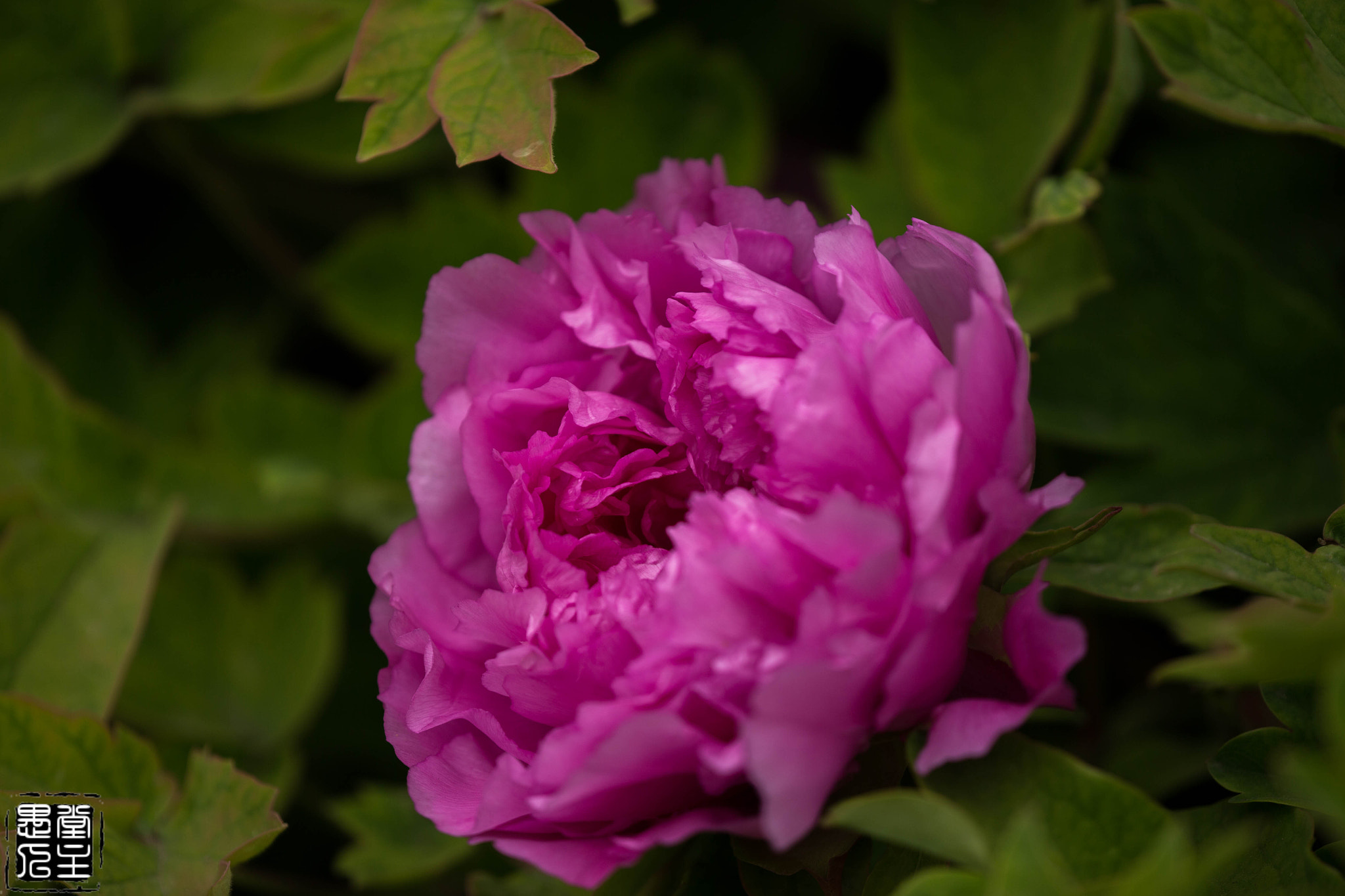 Canon EF 180mm F3.5L Macro USM sample photo. B20x3093.jpg photography