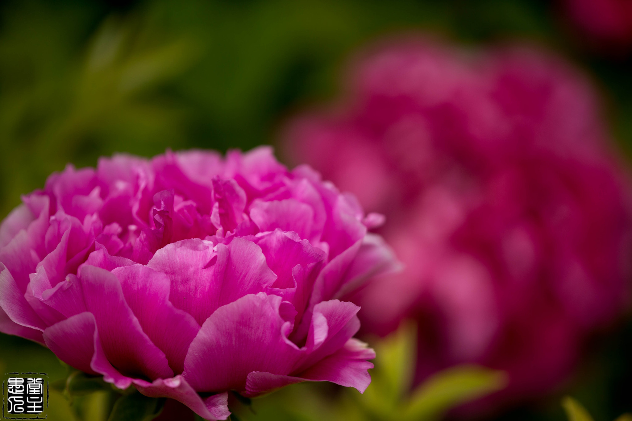 Canon EF 180mm F3.5L Macro USM sample photo. B20x3103.jpg photography