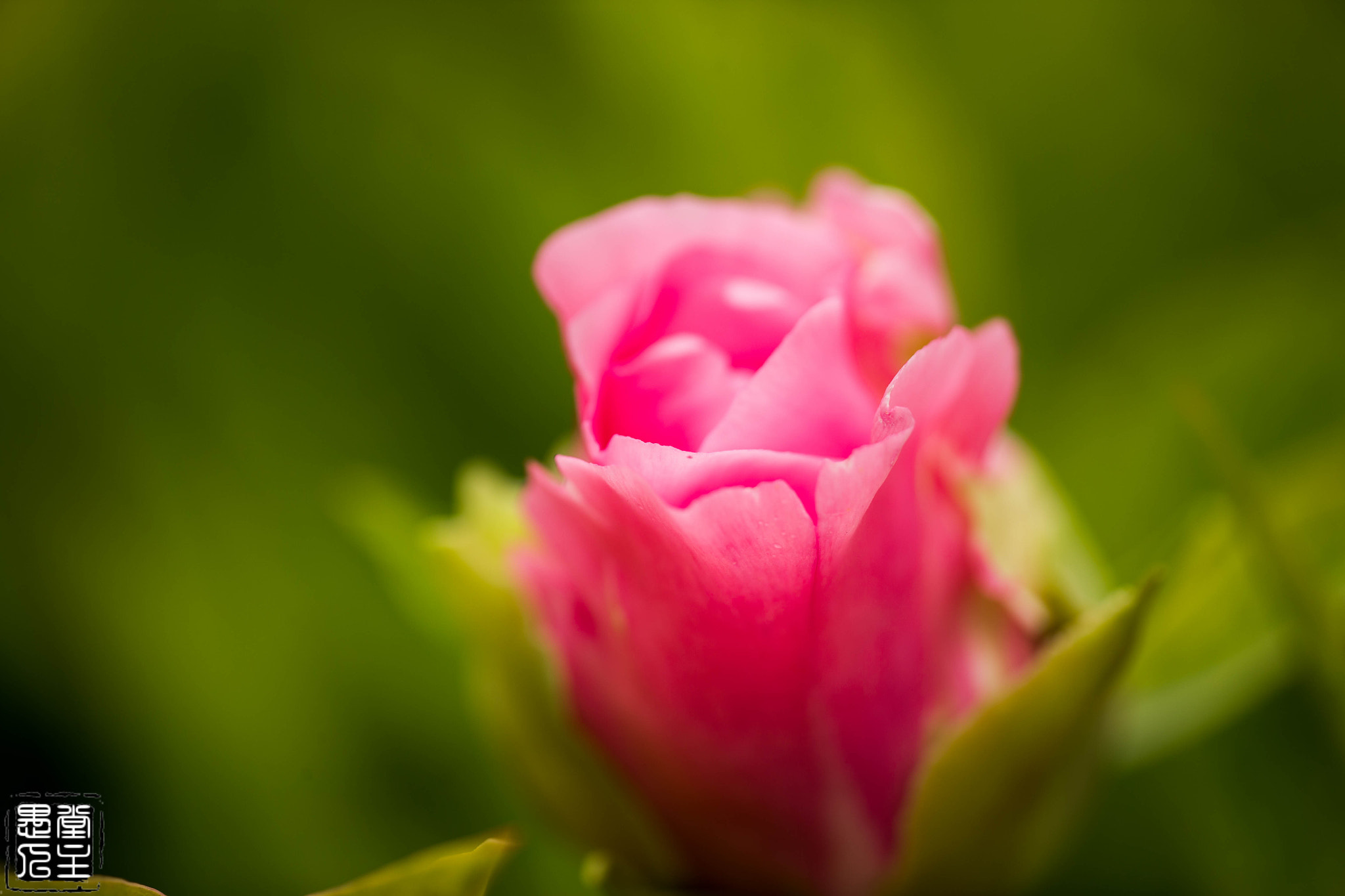 Canon EF 180mm F3.5L Macro USM sample photo. B20x3116.jpg photography
