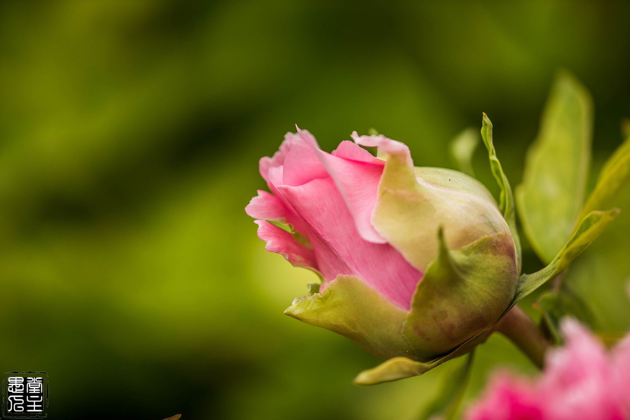 Canon EF 180mm F3.5L Macro USM sample photo. B20x3122.jpg photography