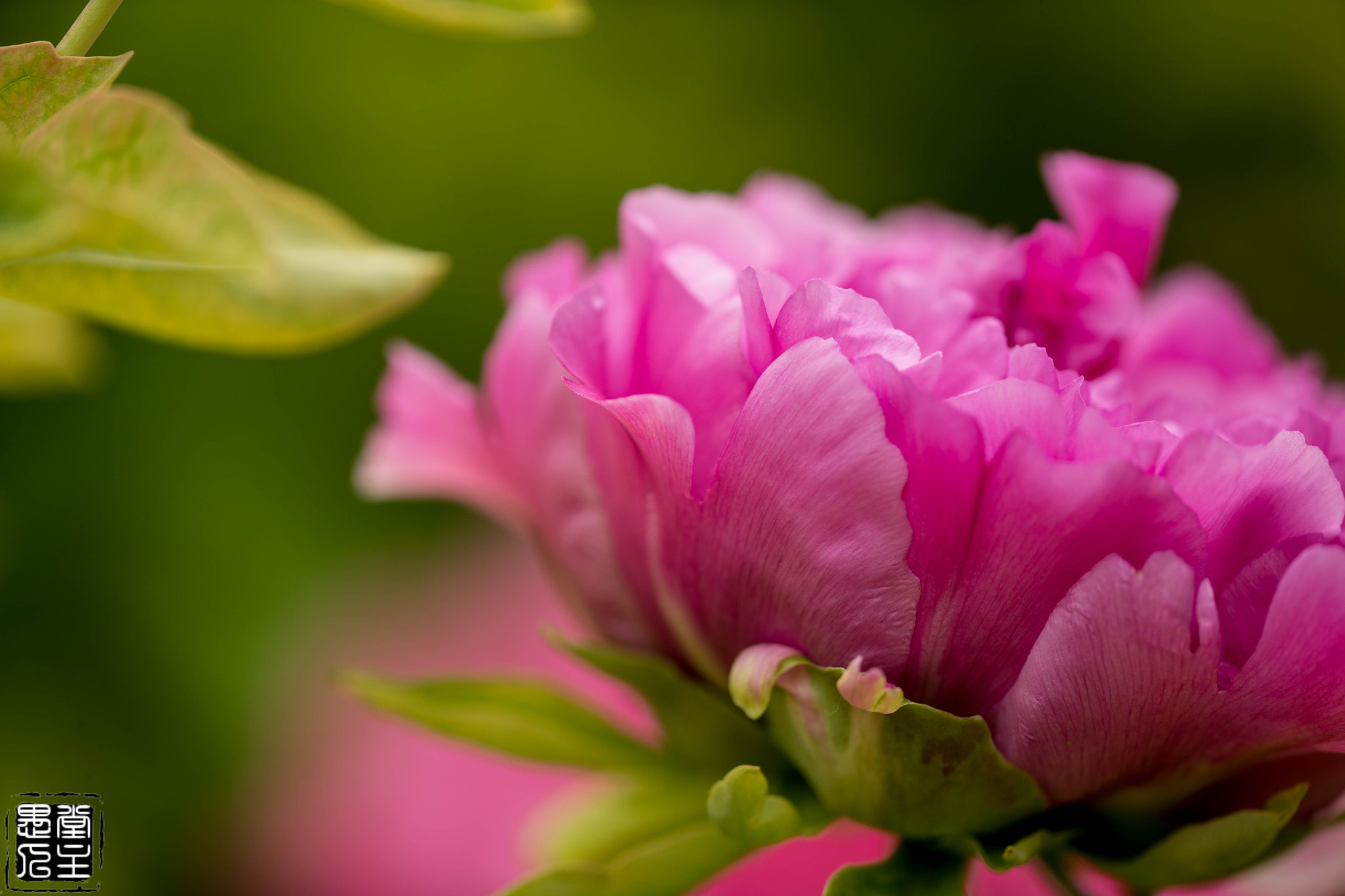 Canon EF 180mm F3.5L Macro USM sample photo. B20x3148.jpg photography
