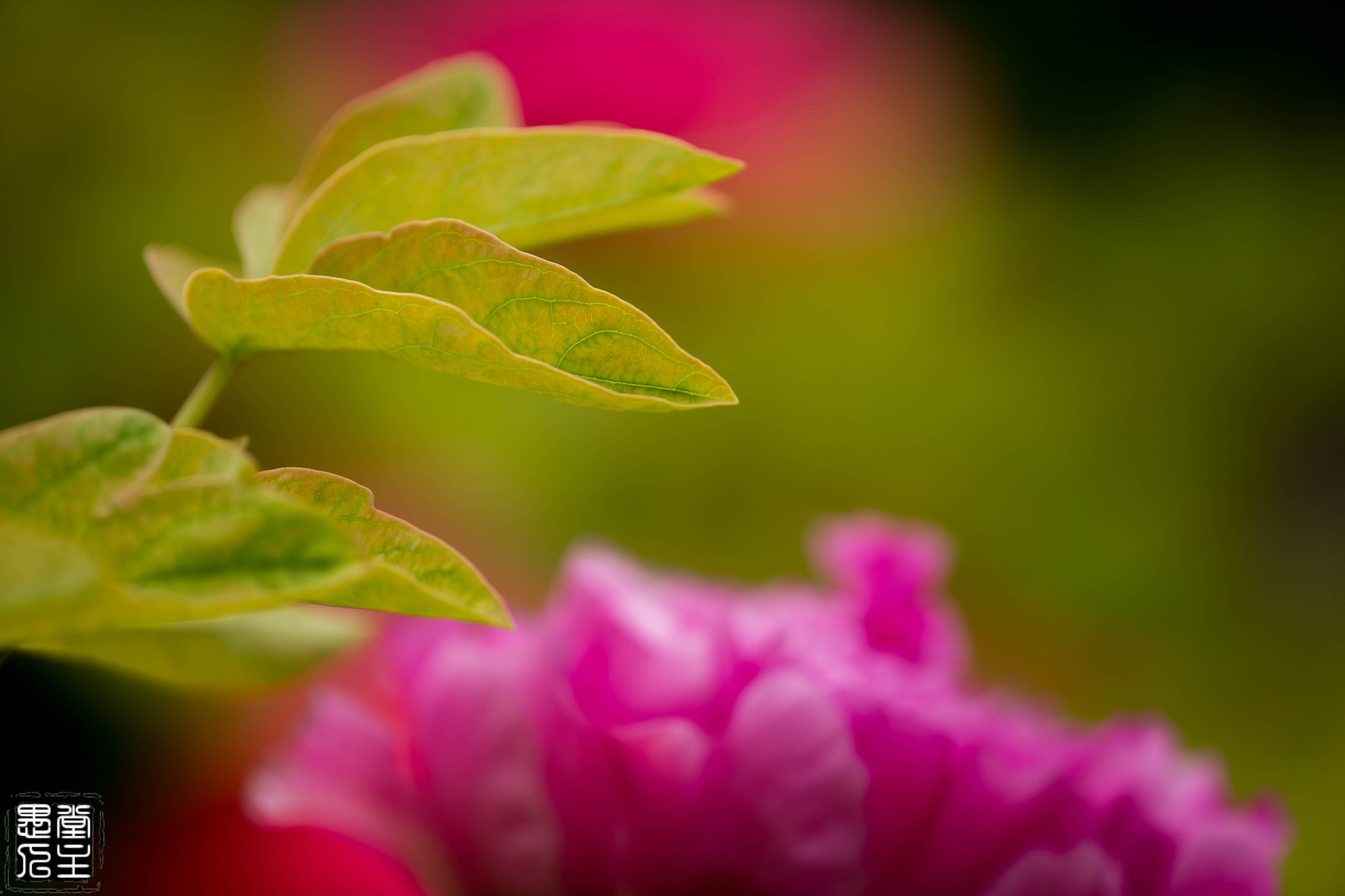 Canon EF 180mm F3.5L Macro USM sample photo. B20x3158.jpg photography
