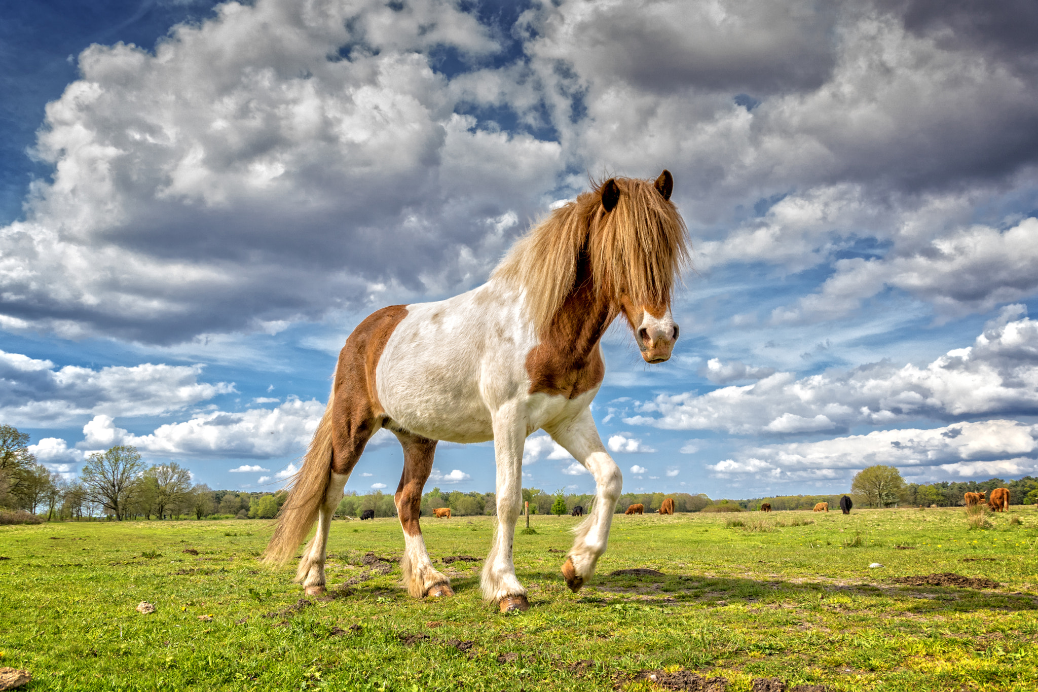 Tamron AF 28-105mm F4-5.6 [IF] sample photo. Icelandic horse photography