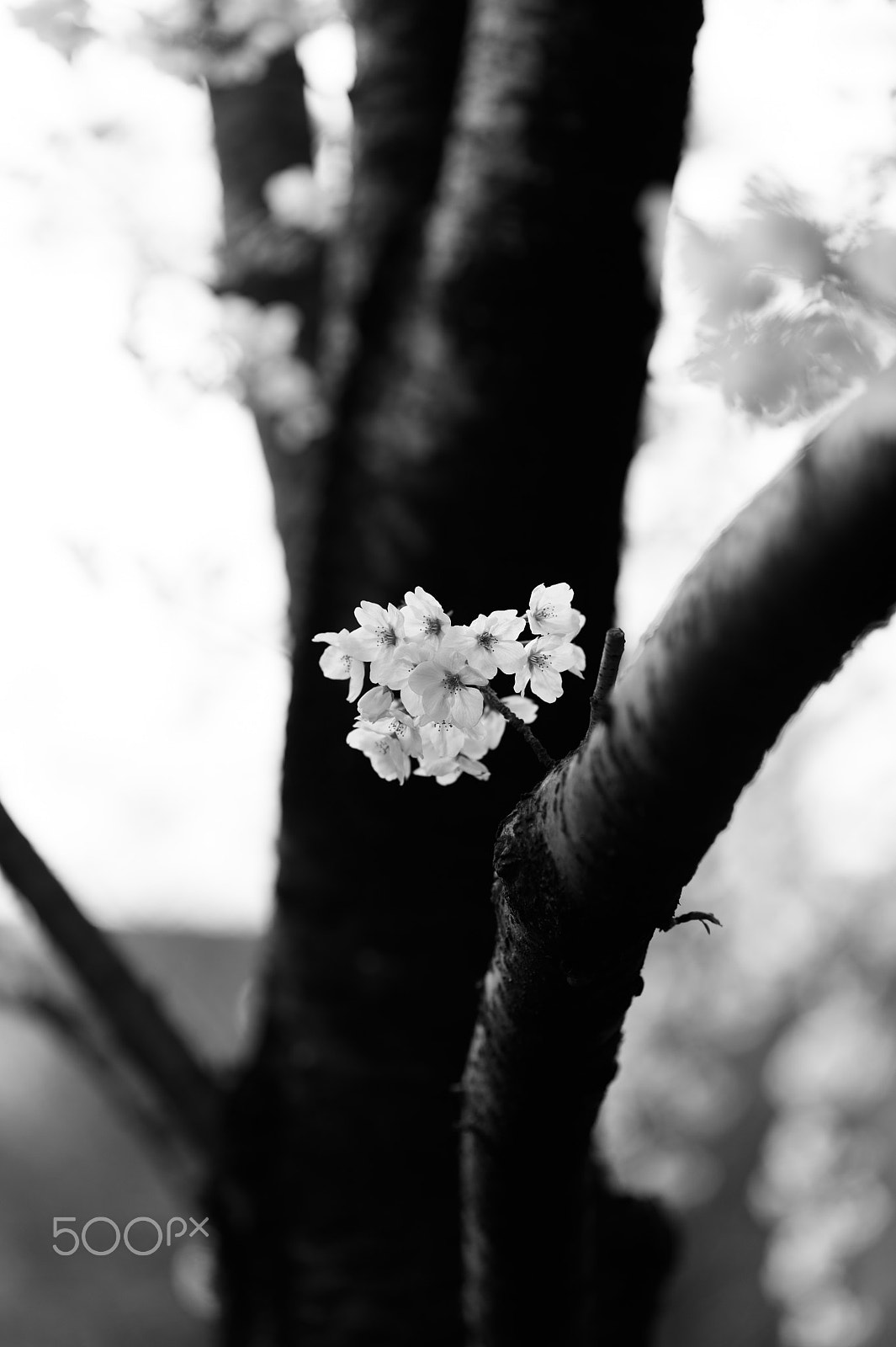 Nikon Df + Nikon AF-S Nikkor 85mm F1.8G sample photo. Sakura photography