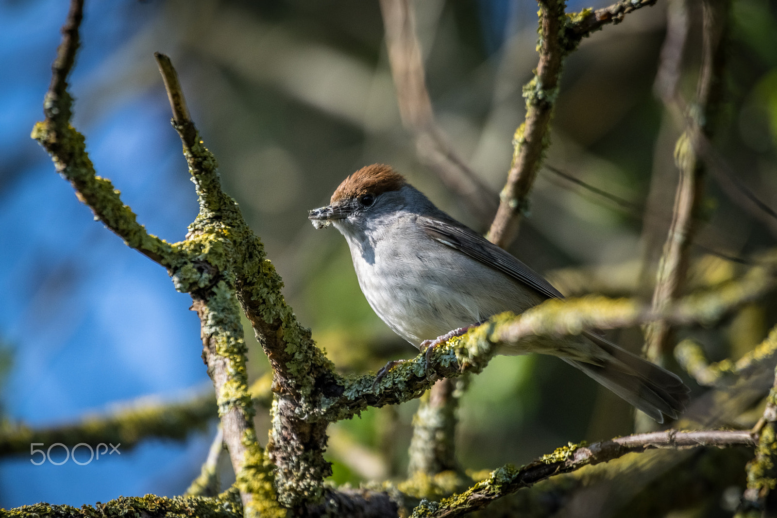 Sigma 50-500mm F4.5-6.3 DG OS HSM sample photo. Female blackcap photography
