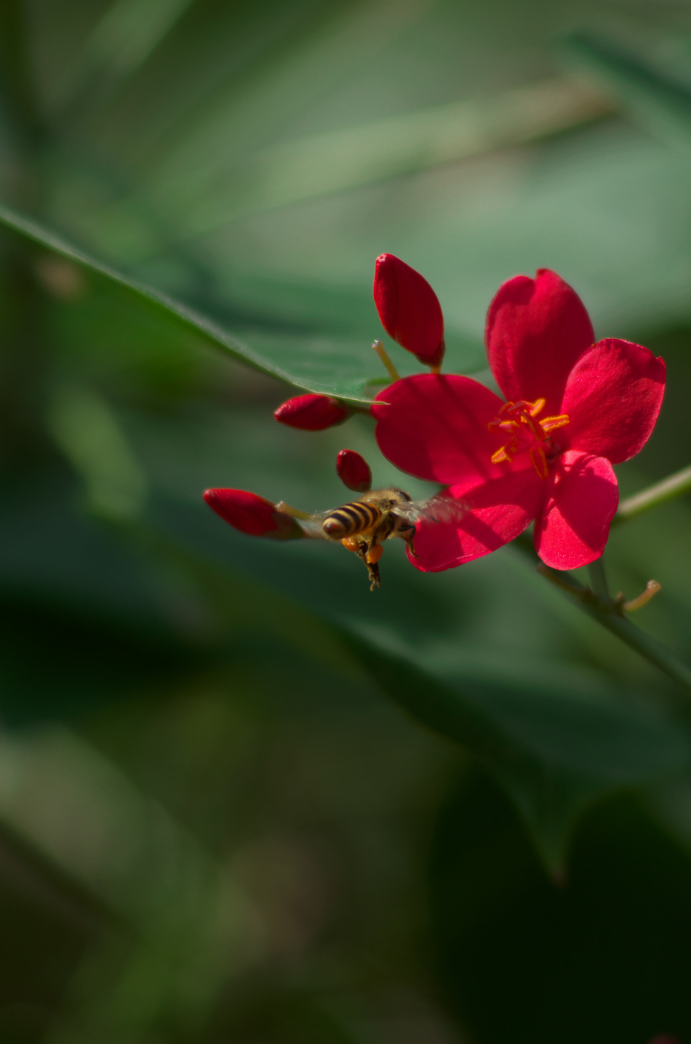 PENTAX-A Series Lens sample photo