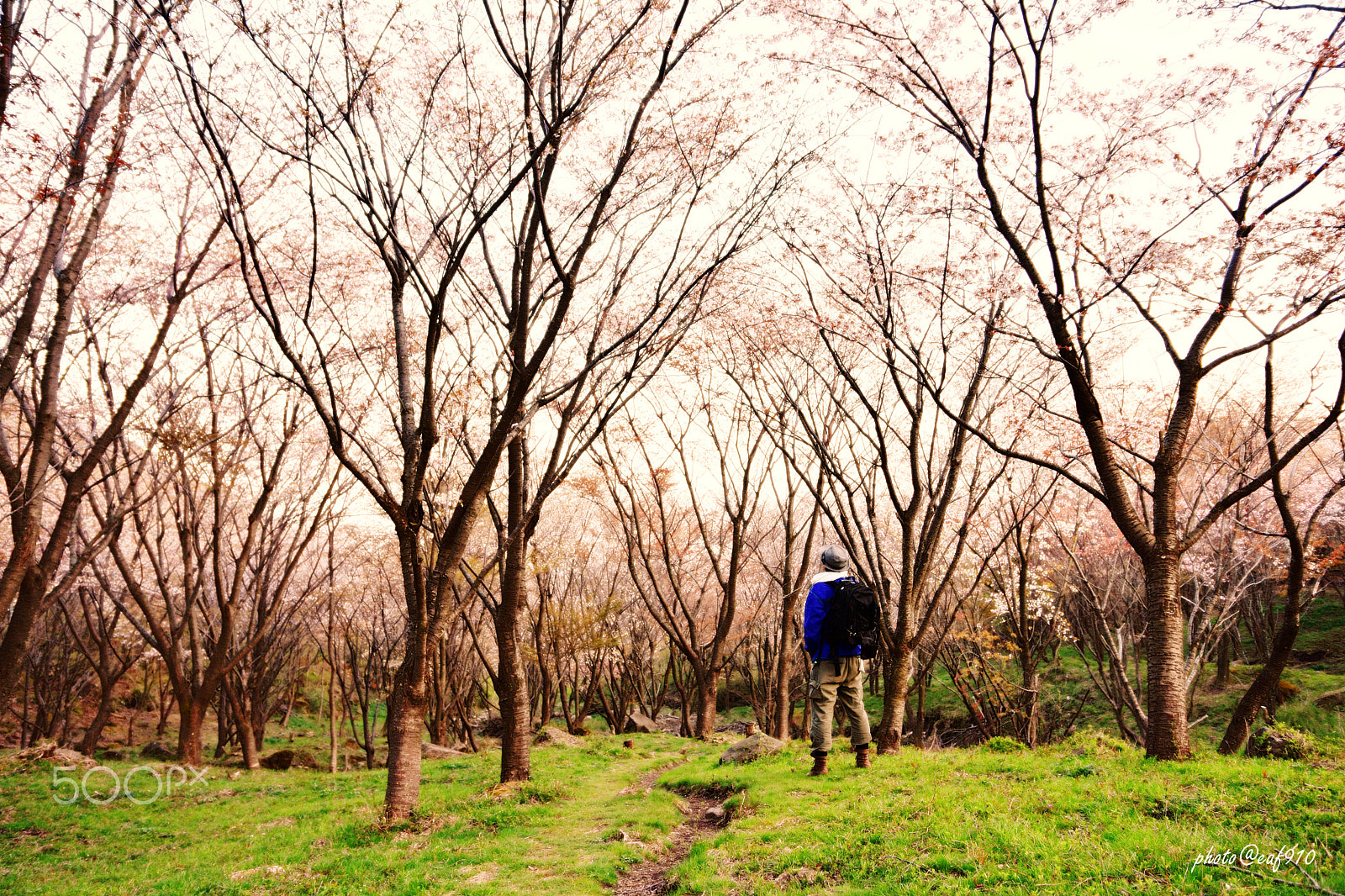 Nikon D7200 + Sigma 17-70mm F2.8-4 DC Macro OS HSM | C sample photo. Cherry blossom in the mountain photography