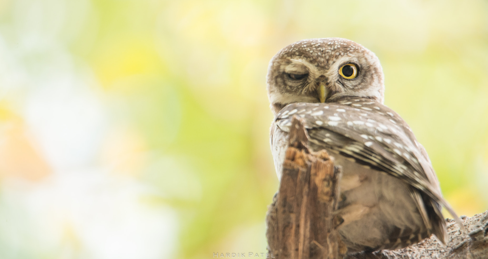 Nikon D4S sample photo. Twinkling owl photography