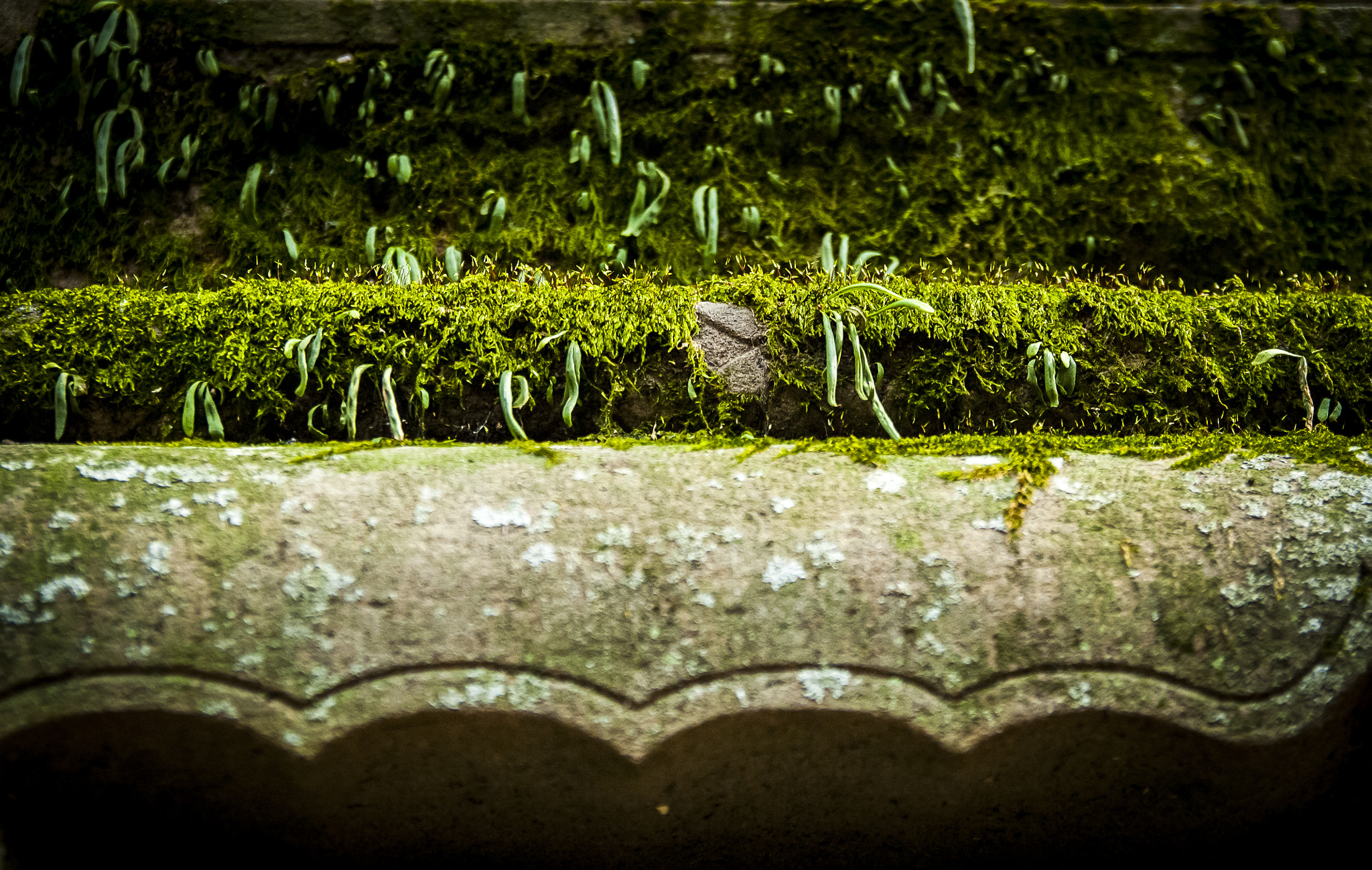 Nikon D2X + Sigma 18-50mm F2.8 EX DC Macro sample photo. 20160226_kyoto(fushimi inari-taisha) photography