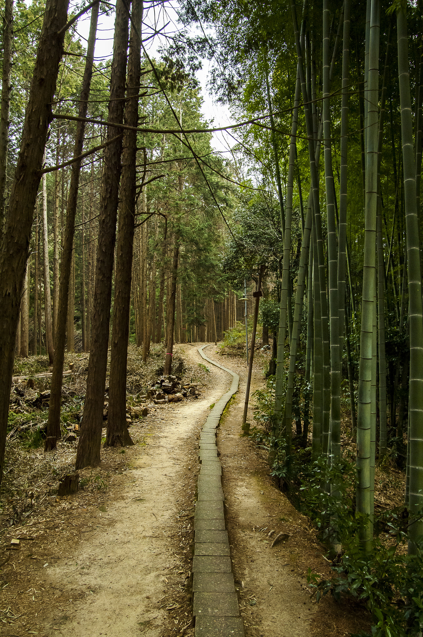 Nikon D2X + Sigma 18-50mm F2.8 EX DC Macro sample photo. 20160226_kyoto(fushimi inari-taisha) photography