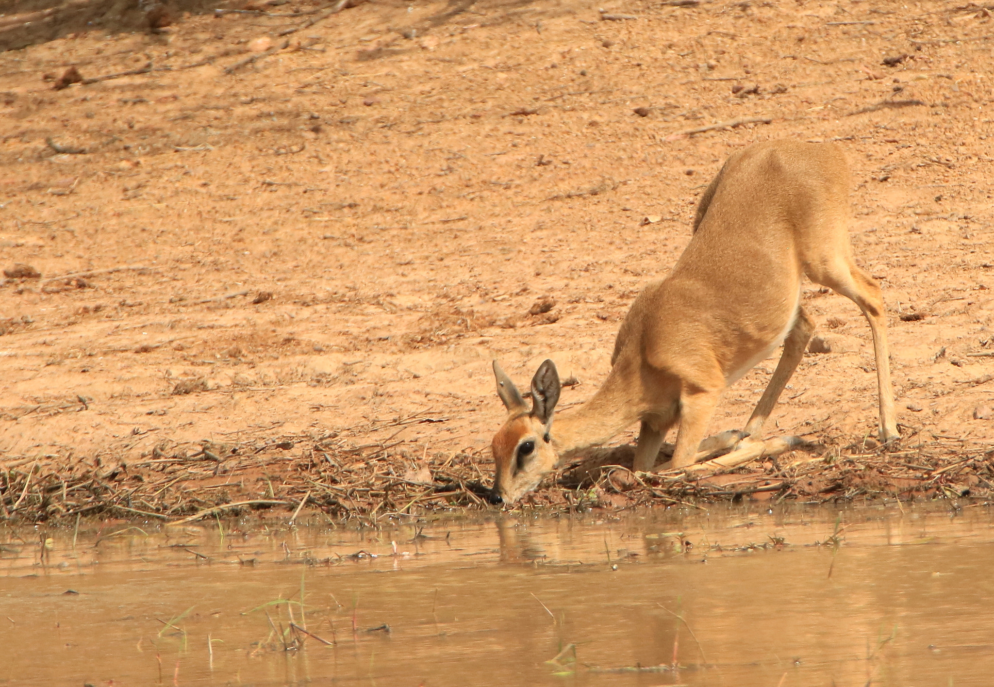 Tamron SP 150-600mm F5-6.3 Di VC USD sample photo. Oribi drinking photography