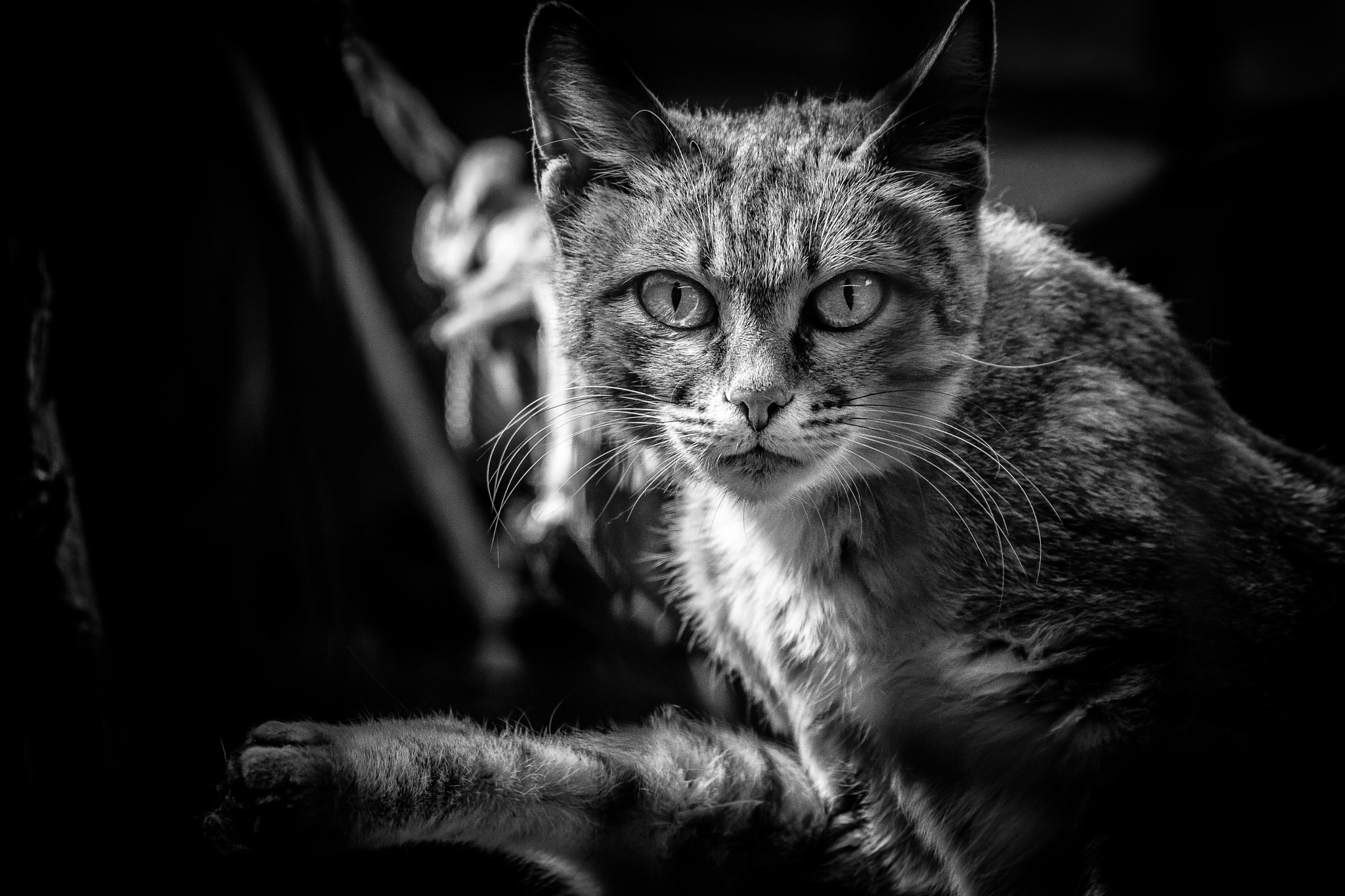 Sony SLT-A68 sample photo. Wildcat photography