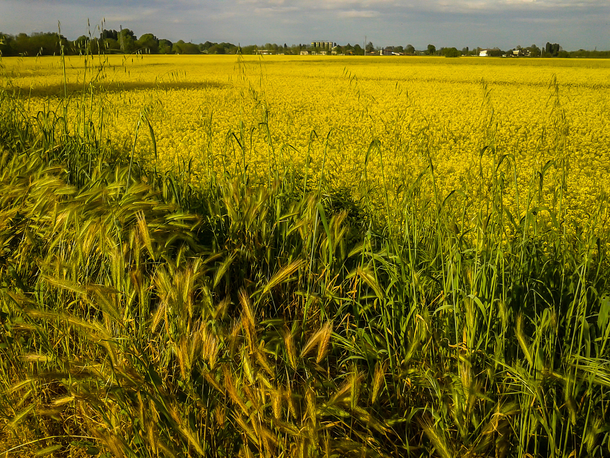 Samsung Galaxy S Advance sample photo. Yellow spring! photography