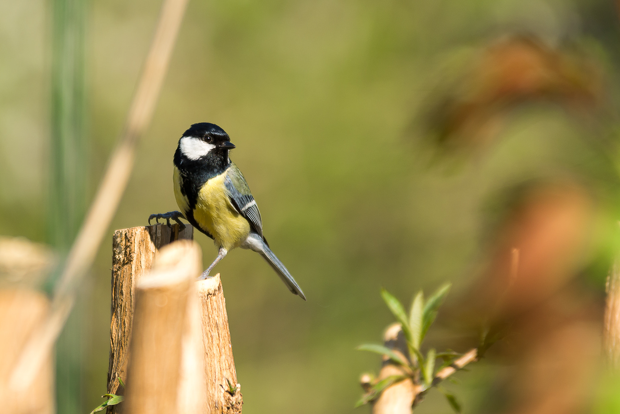Sigma 70-200mm F2.8 EX DG OS HSM sample photo. Great tit photography