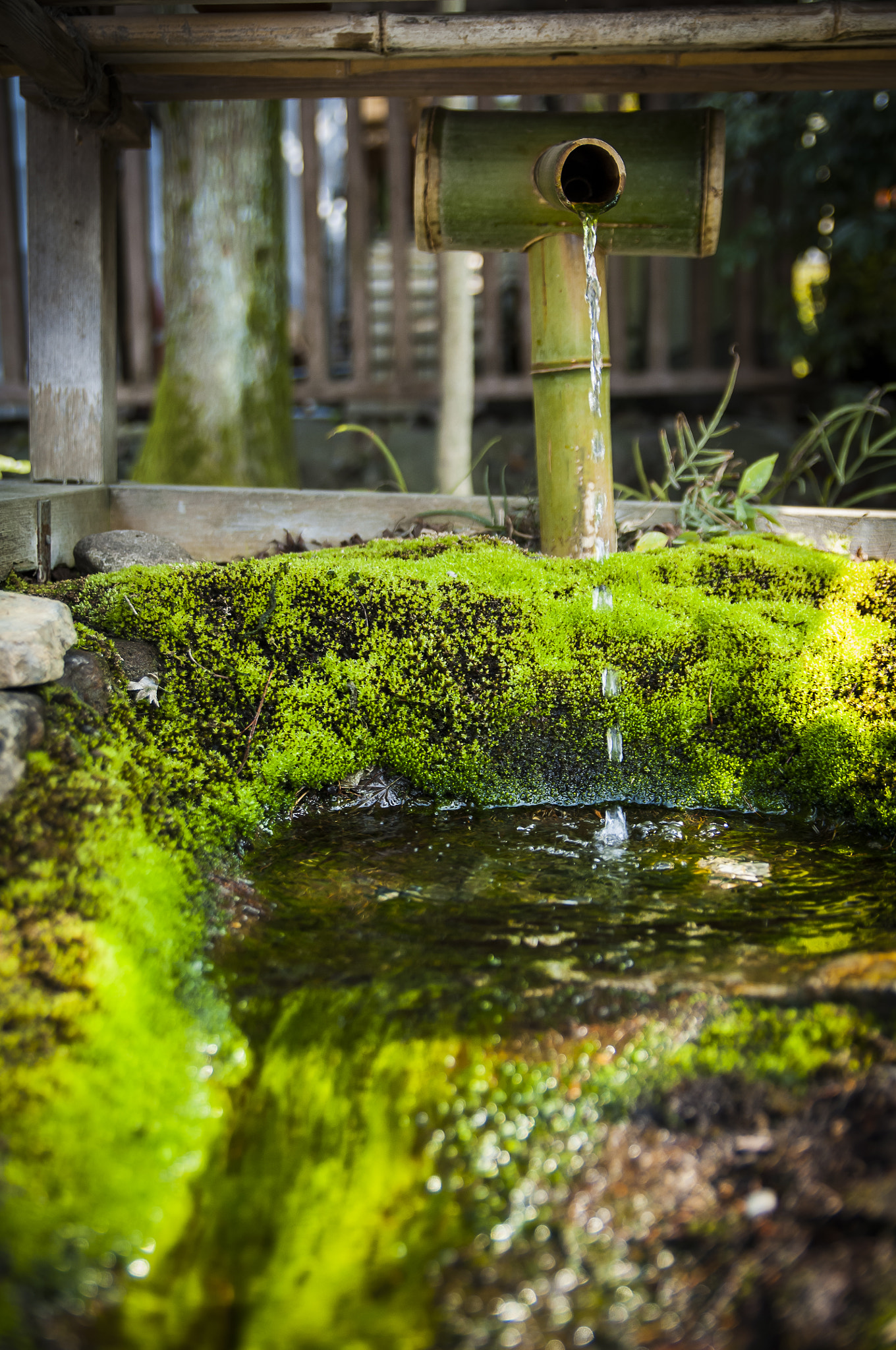 Nikon D2X + Sigma 18-50mm F2.8 EX DC Macro sample photo. 20160227_kyoto(yasaka shirine) photography