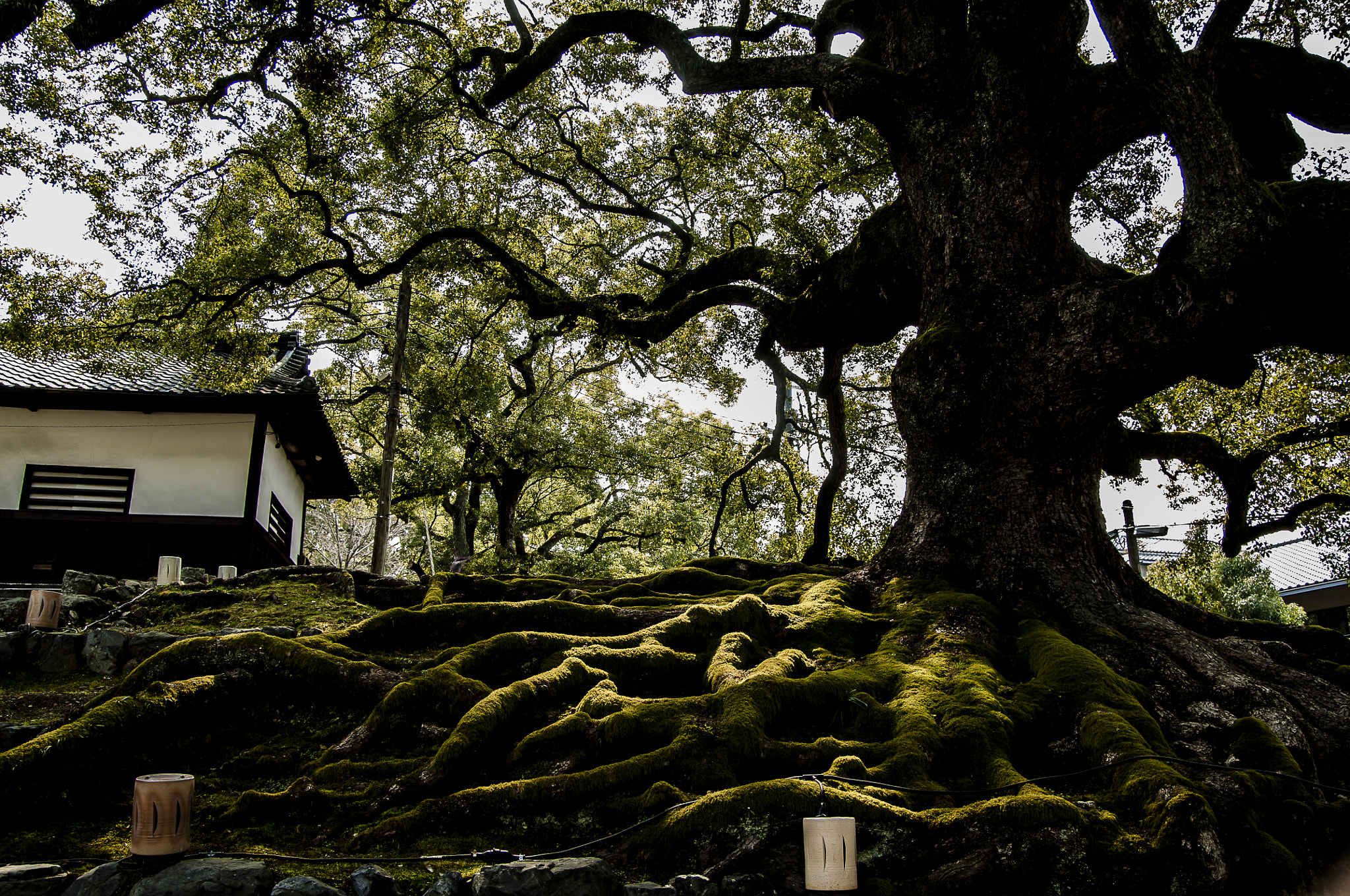 Nikon D2X + Sigma 18-50mm F2.8 EX DC Macro sample photo. 20160227_kyoto(yasaka shirine) photography