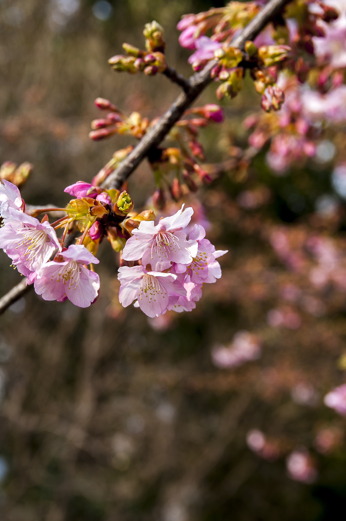 Nikon D2X + Sigma 18-50mm F2.8 EX DC Macro sample photo. 20160227_kyoto(seimei shirine) photography