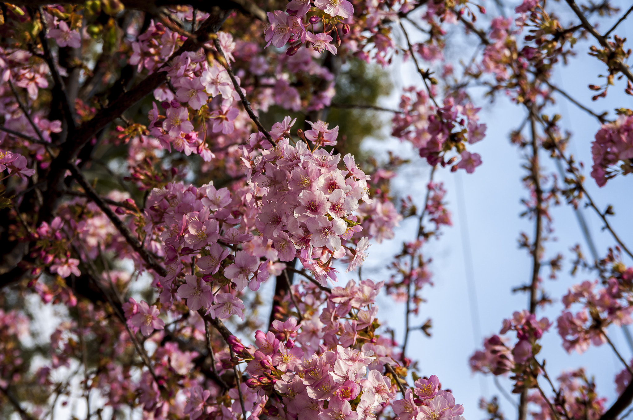 Nikon D2X + Sigma 18-50mm F2.8 EX DC Macro sample photo. 20160227_kyoto(seimei shirine) photography