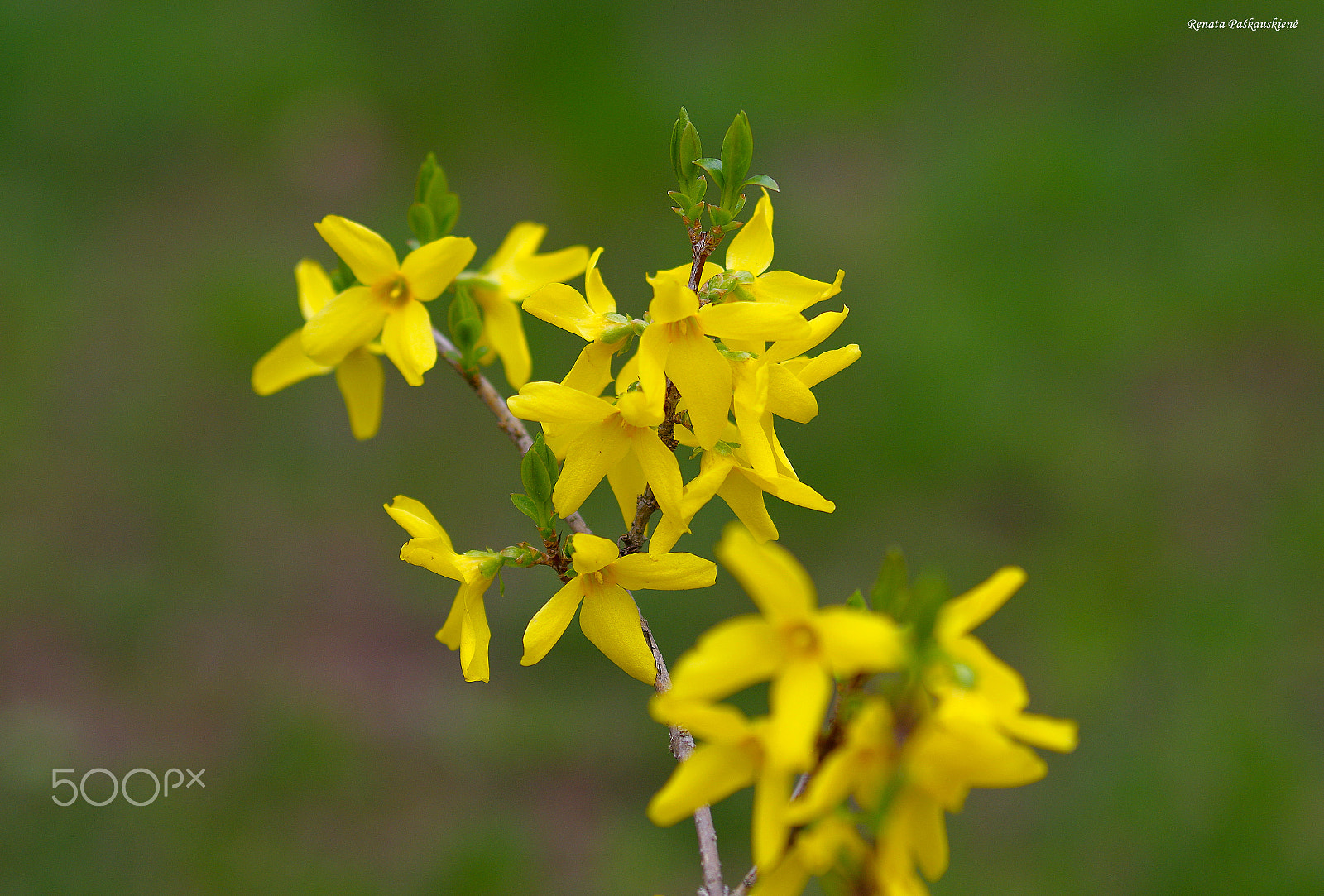 Pentax K-3 sample photo