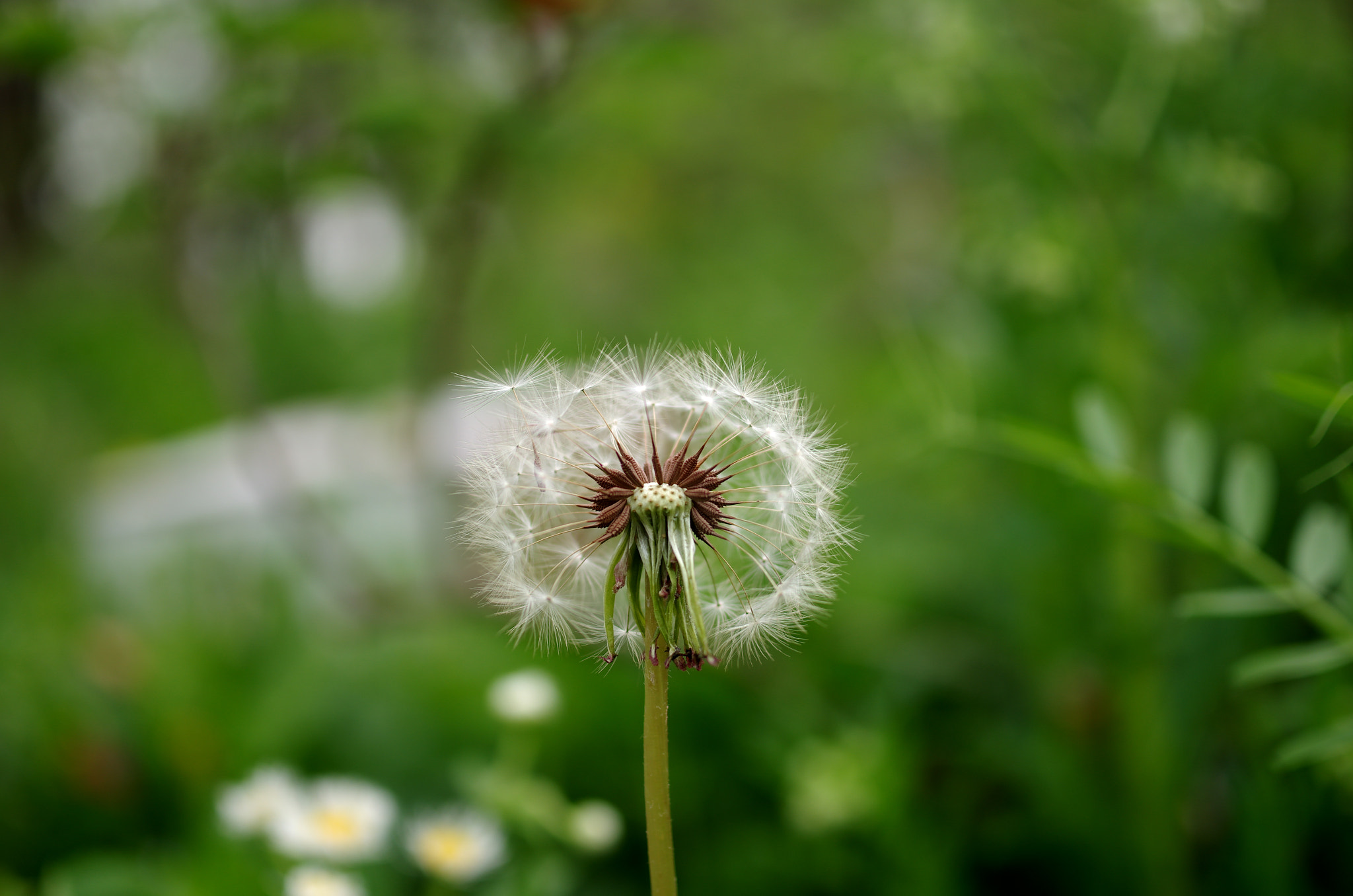 HD Pentax DA 35mm F2.8 Macro Limited sample photo. Spring photography