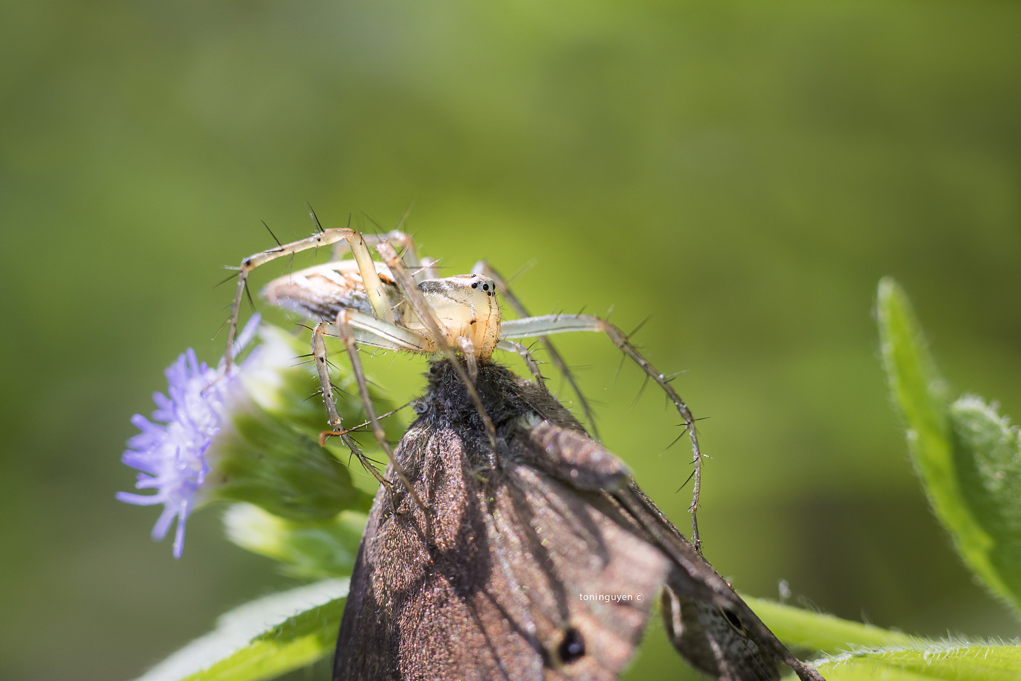 Sigma 85mm F1.4 EX DG HSM sample photo. Eat photography