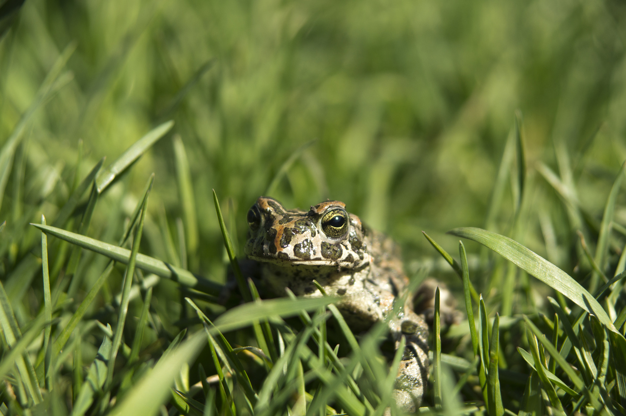 Sony Alpha DSLR-A580 sample photo. Marsh frog photography