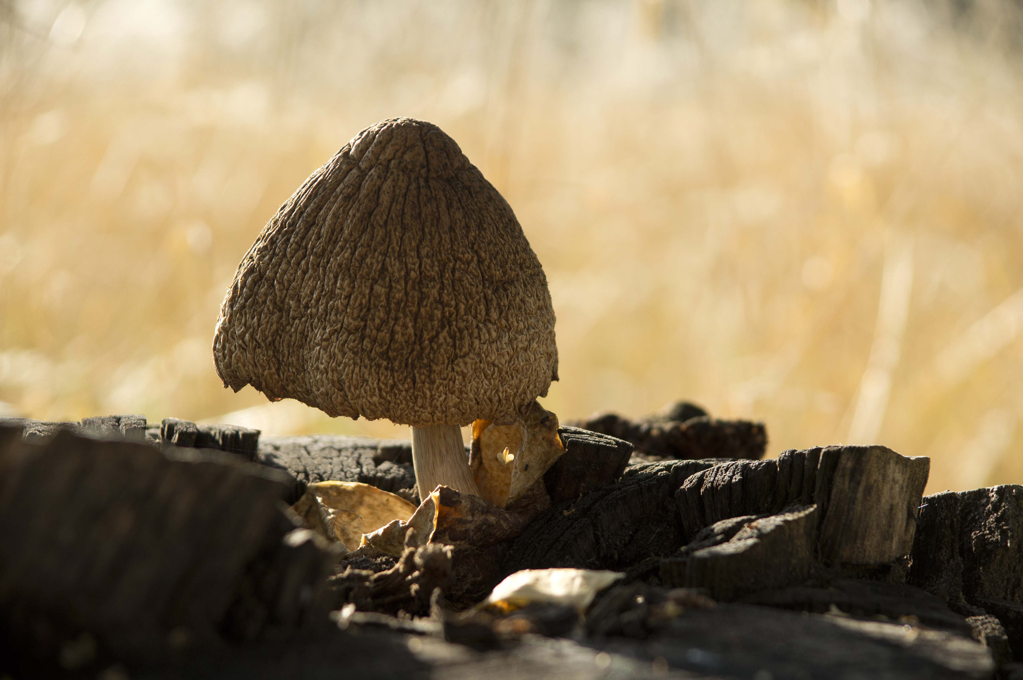 Sony Alpha DSLR-A580 sample photo. Old mushroom photography