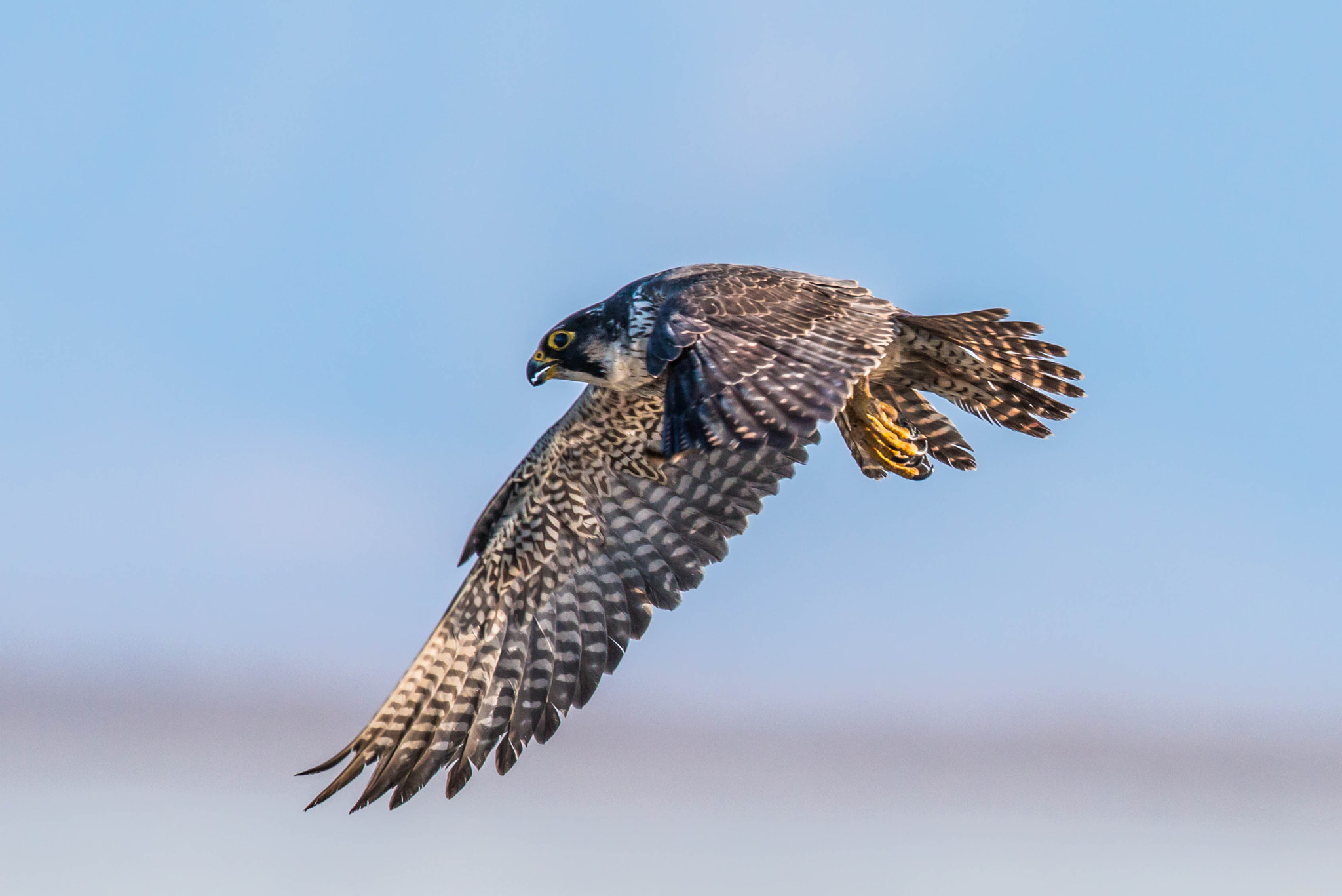Canon EOS 70D + Canon EF 600mm F4L IS II USM sample photo. Peregrine in flight photography