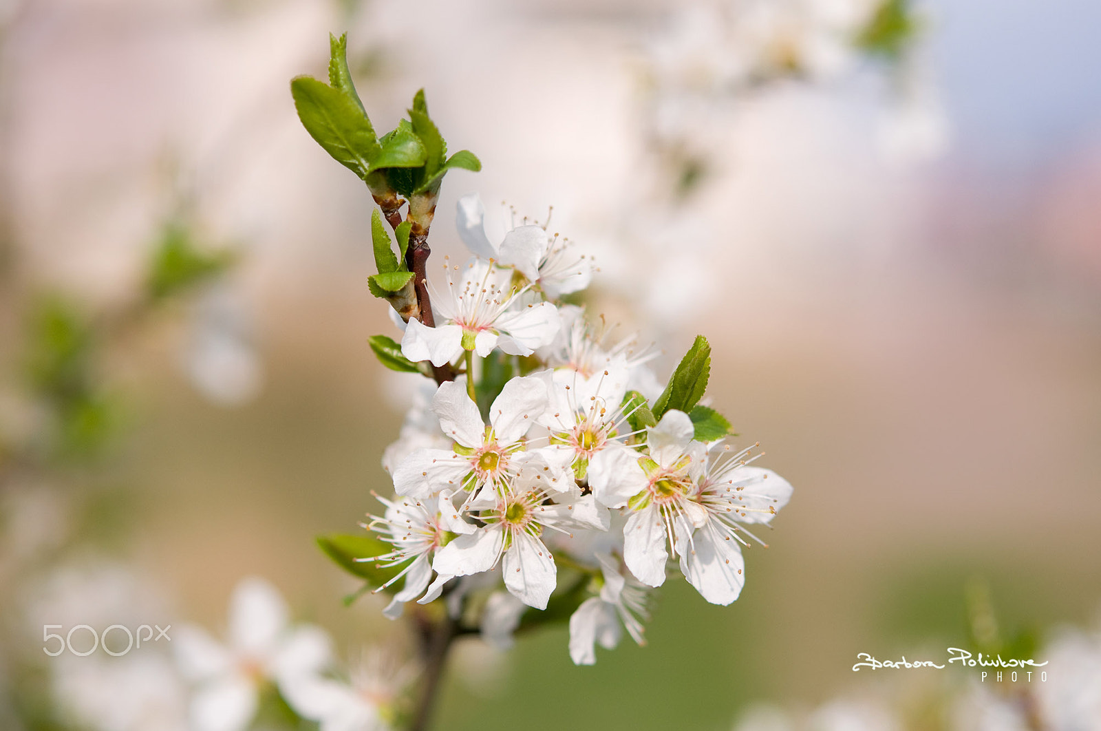 Nikon AF-S Micro-Nikkor 60mm F2.8G ED sample photo. Pure joy photography