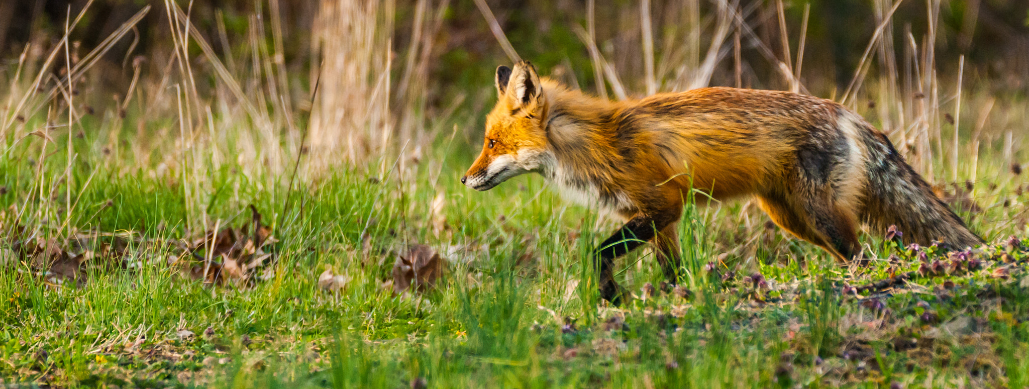 Sigma 150-600mm F5-6.3 DG OS HSM | C sample photo. Red fox photography
