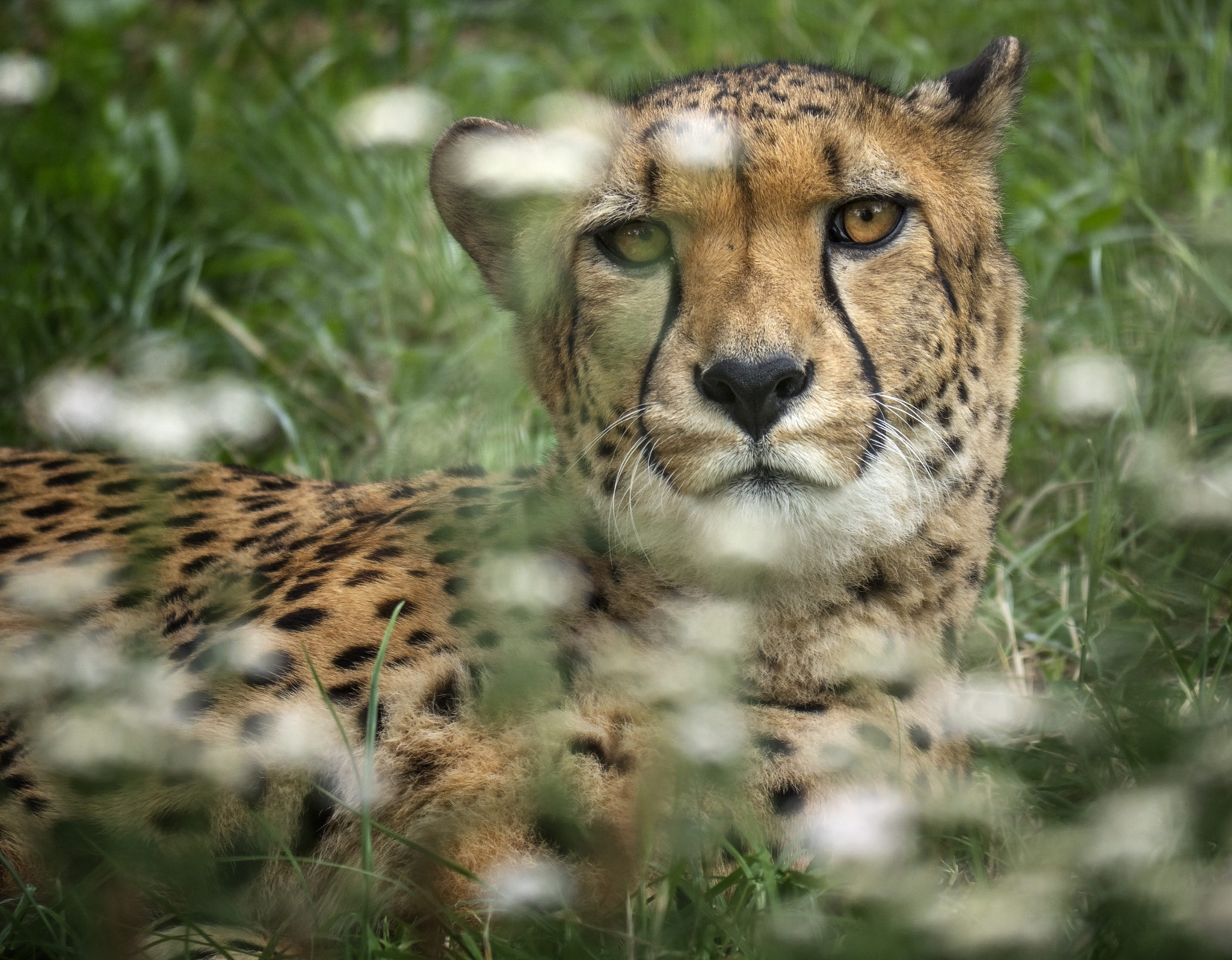 Panasonic Lumix DMC-GX8 sample photo. Watching you photography