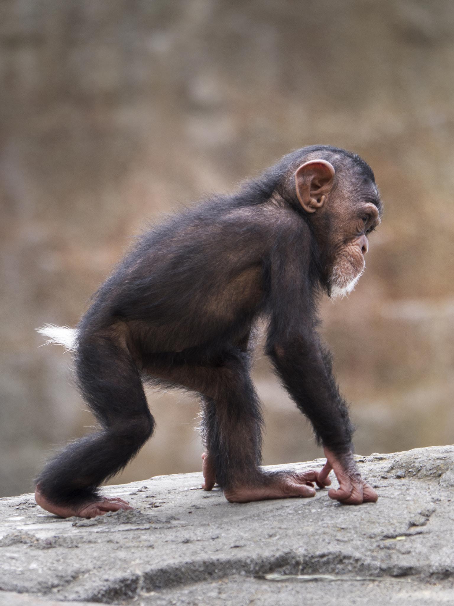 Panasonic Lumix DMC-GX8 sample photo. Baby chimp photography