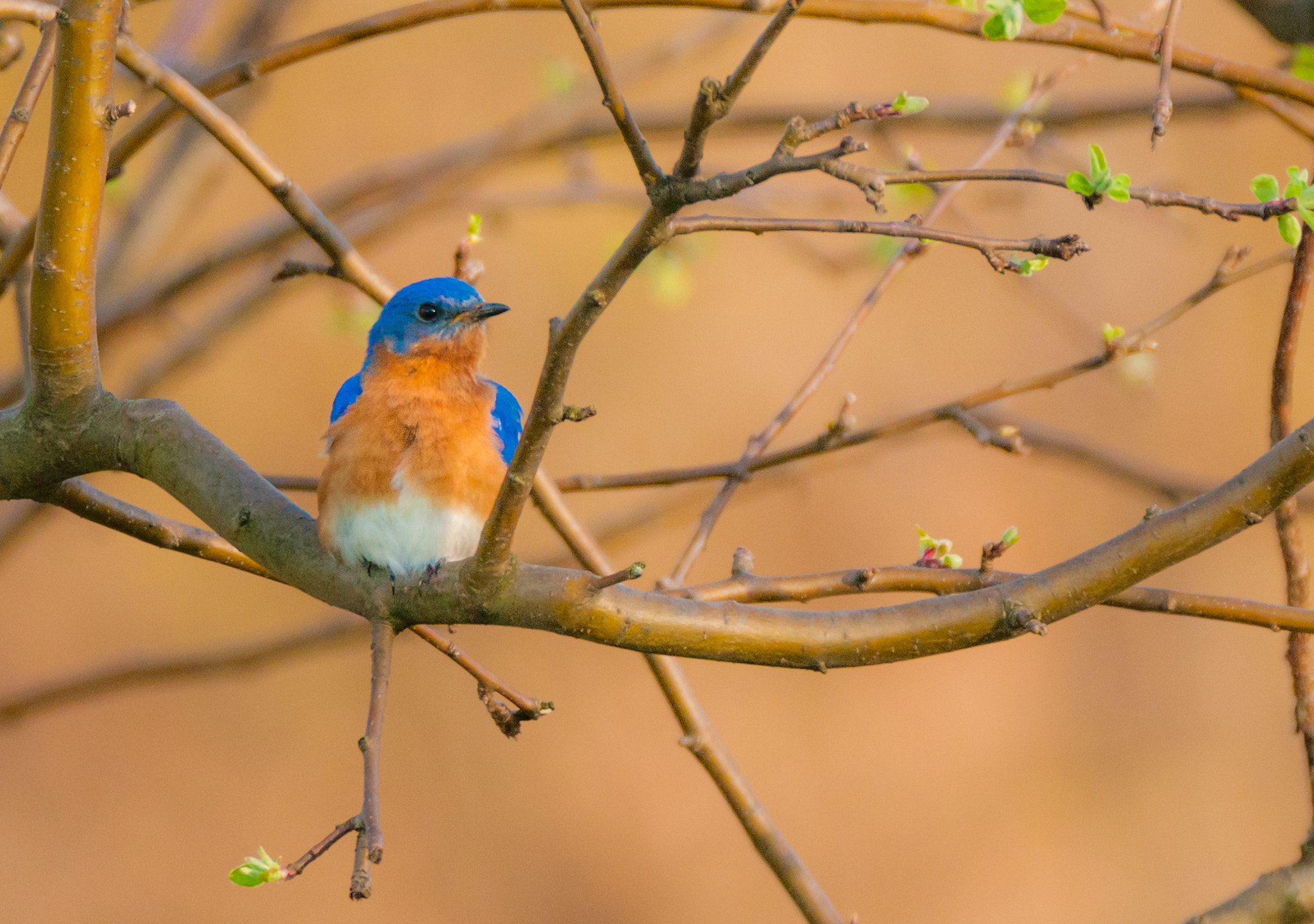 Sigma 150-600mm F5-6.3 DG OS HSM | C sample photo. The male eastern bluebird photography