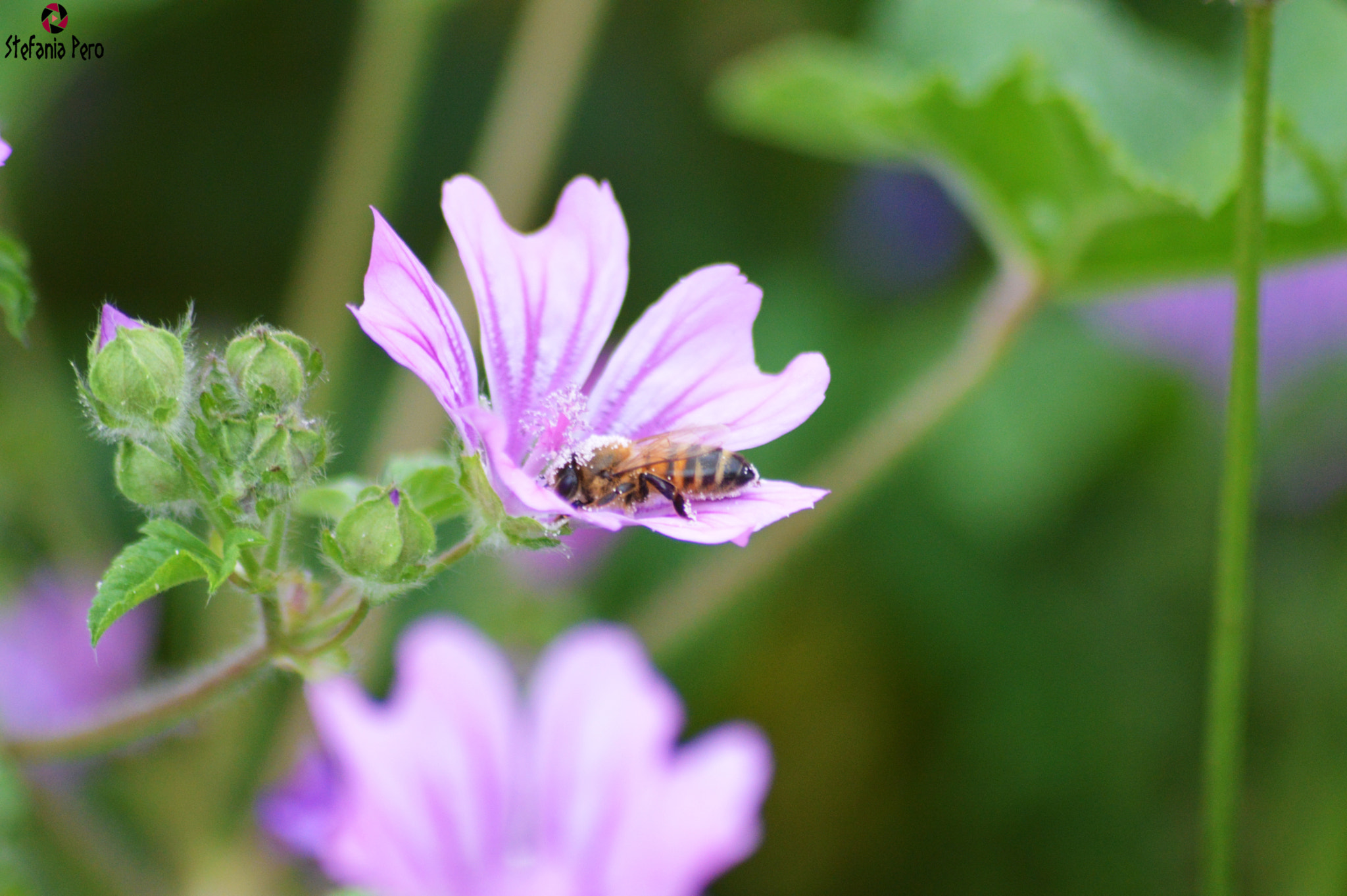 Nikon D3200 + AF Zoom-Nikkor 28-100mm f/3.5-5.6G sample photo. Flower to spring photography