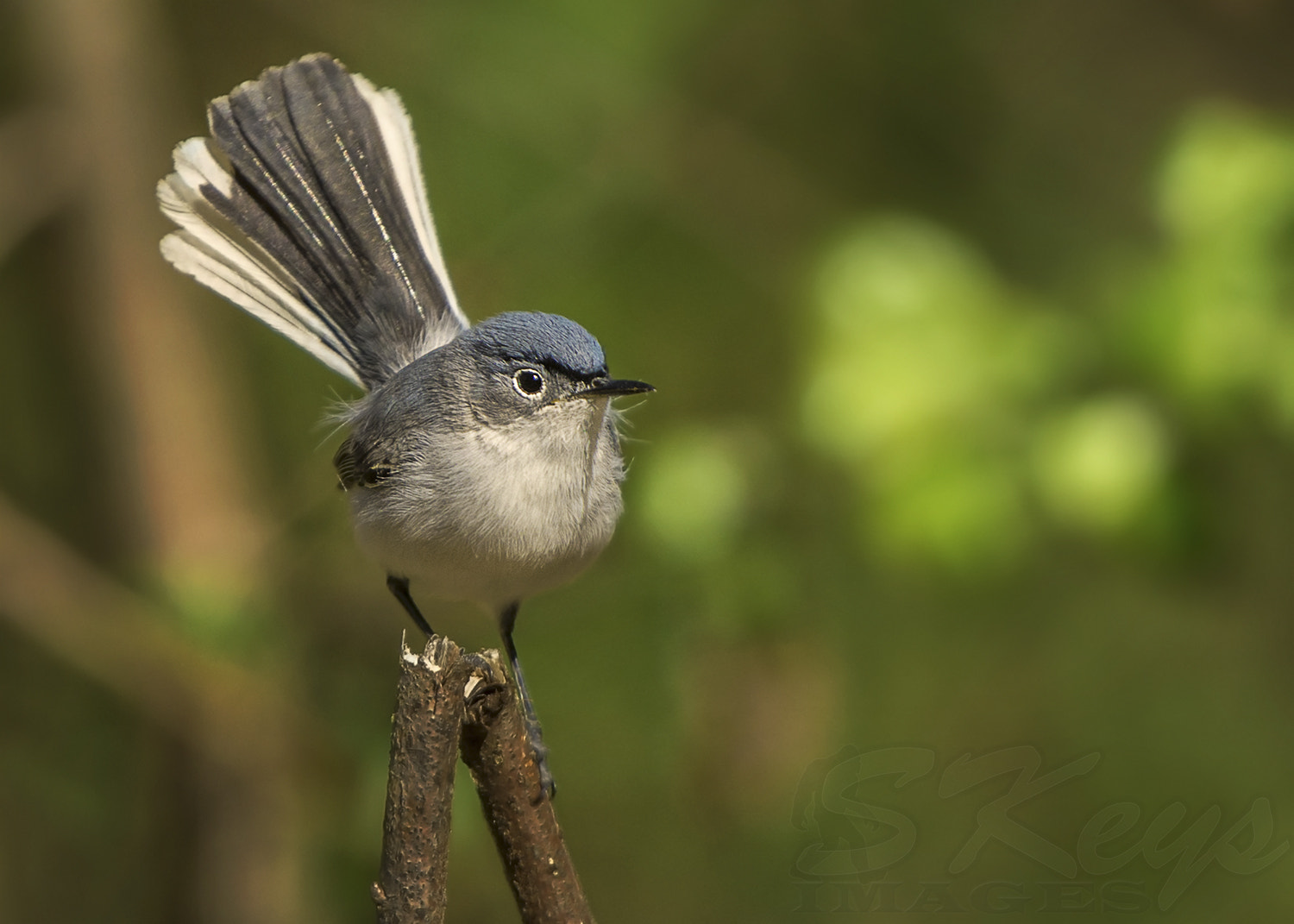 Nikon D7200 + Sigma 500mm F4.5 EX DG HSM sample photo. Tail flicker (blue-gray gnatcatcher) photography