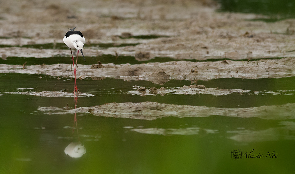 Nikon D300 + Nikon AF-S Nikkor 300mm F4D ED-IF sample photo. Cavaliere photography