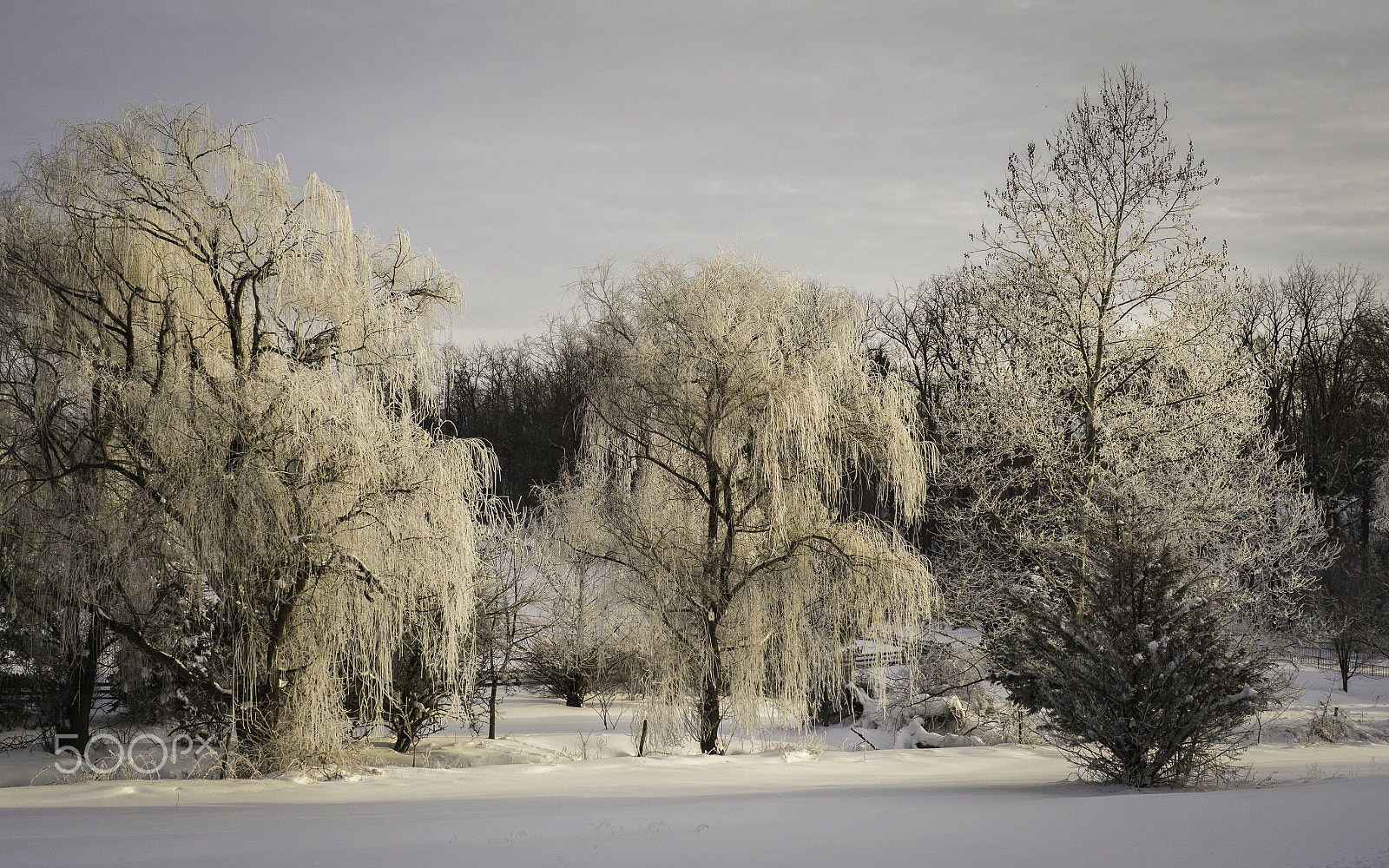 Olympus OM-D E-M10 + Panasonic Leica DG Summilux 25mm F1.4 II ASPH sample photo. Frosty morning photography