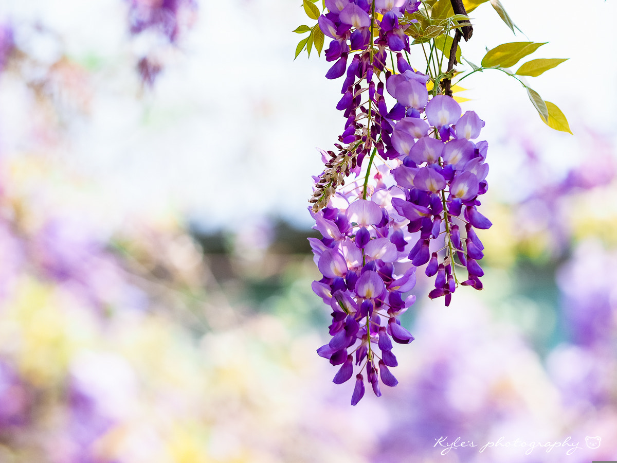 Sigma 150mm F2.8 EX DG Macro HSM sample photo. Wistaria photography