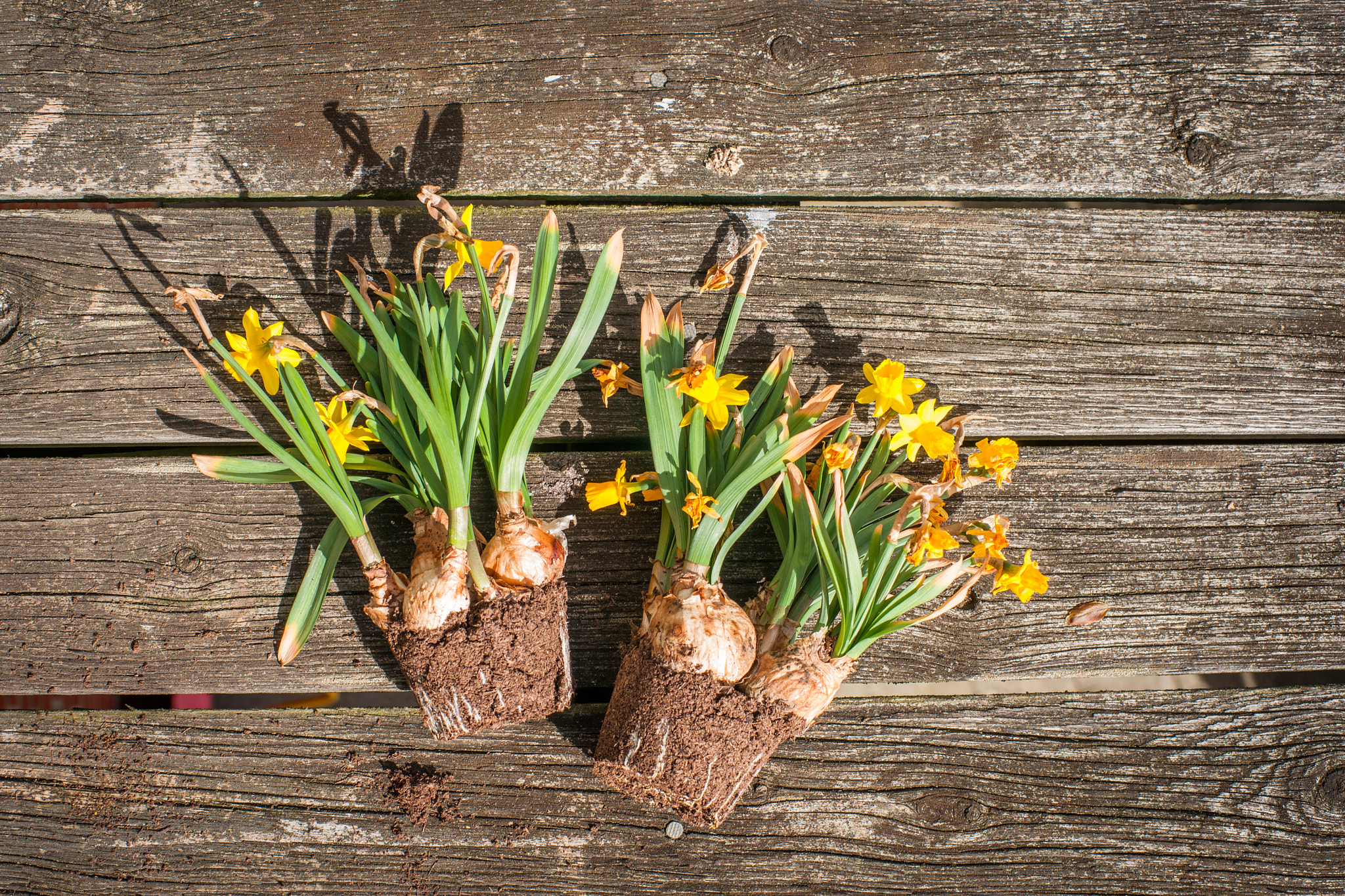 Sony 50mm F1.4 sample photo. Withered daffodils on wooden background photography
