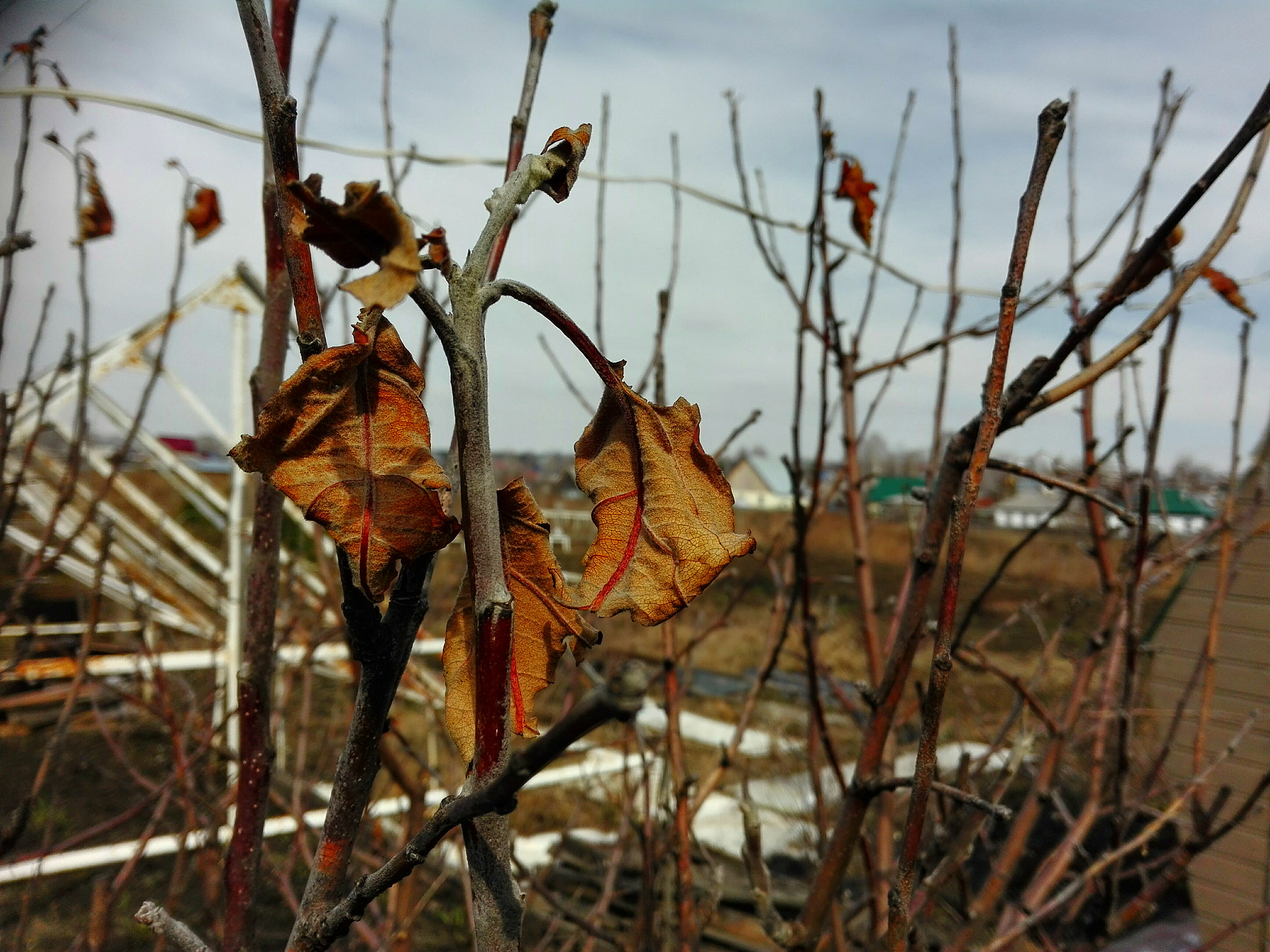 HUAWEI Che2-L11 sample photo. Tree branches photography