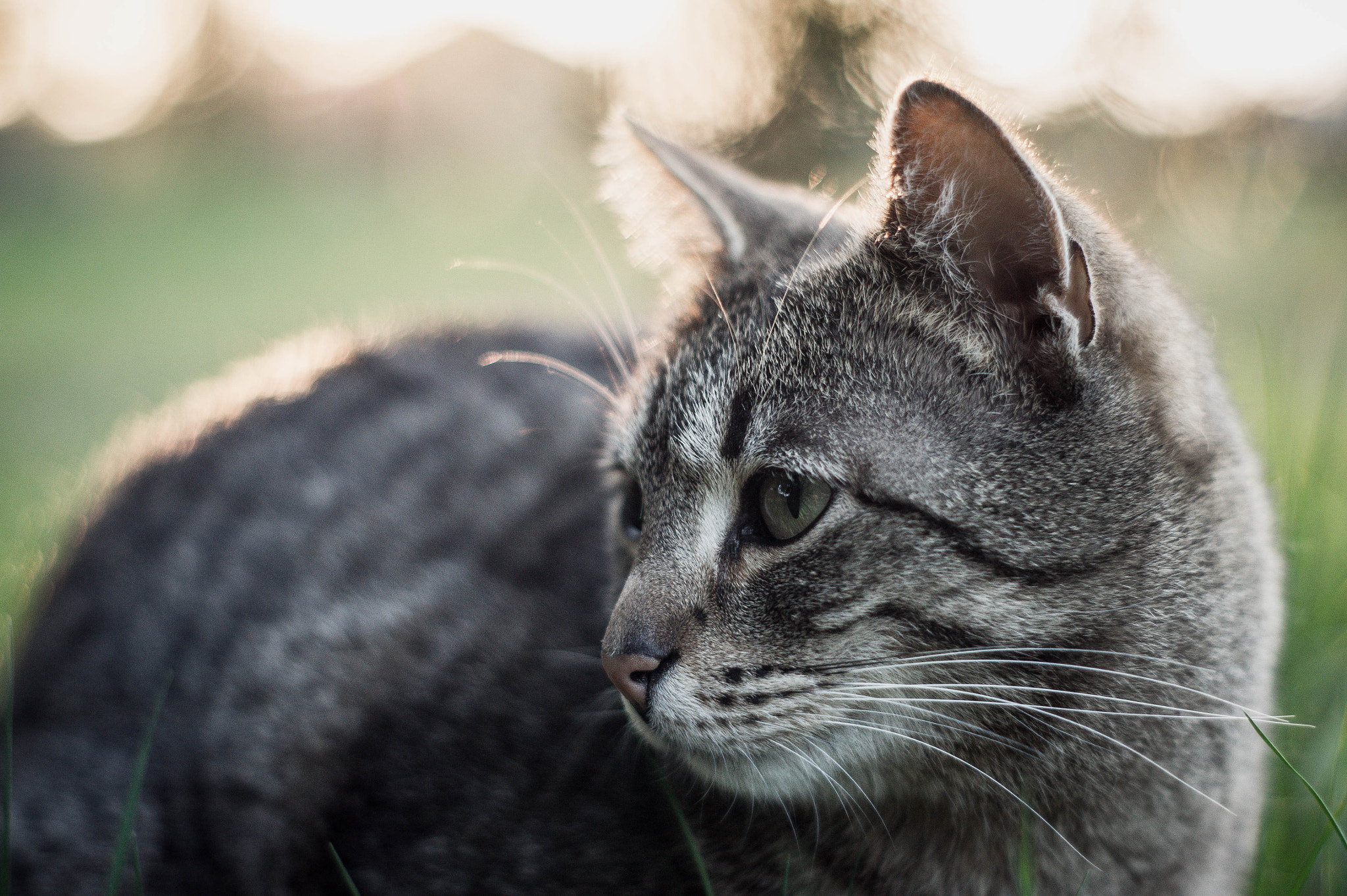 Sony Alpha DSLR-A550 + Minolta AF 50mm F1.7 sample photo. ... photography