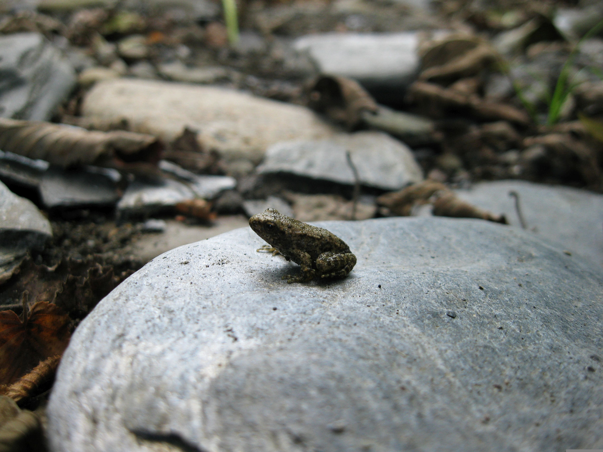Canon PowerShot A1000 IS sample photo. Little frog ^.^ photography