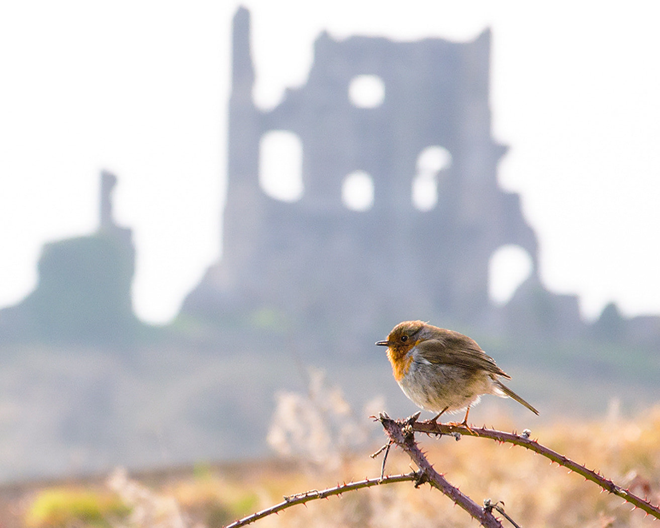 Nikon D7000 + Sigma 17-70mm F2.8-4 DC Macro OS HSM | C sample photo. Robin at corfe castle photography