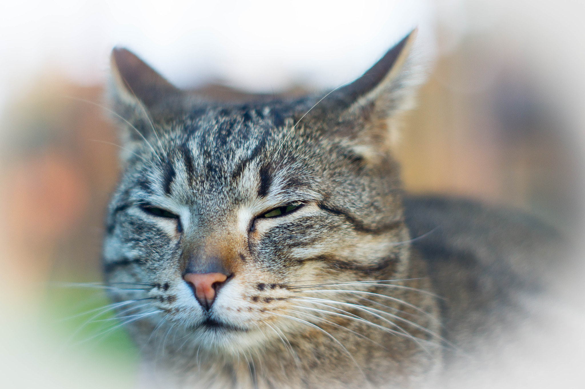 Sony Alpha DSLR-A550 + Minolta AF 50mm F1.7 sample photo. ... photography